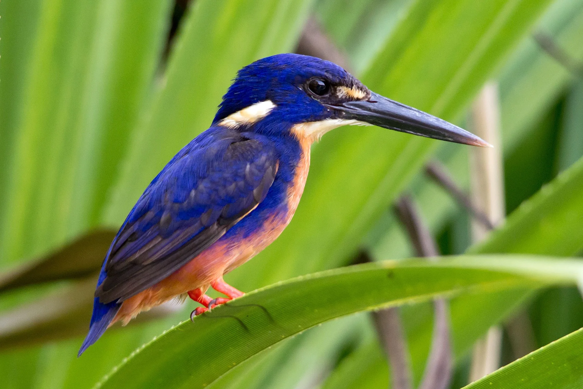 Azure Kingfisher, Kakadu National Park, NT