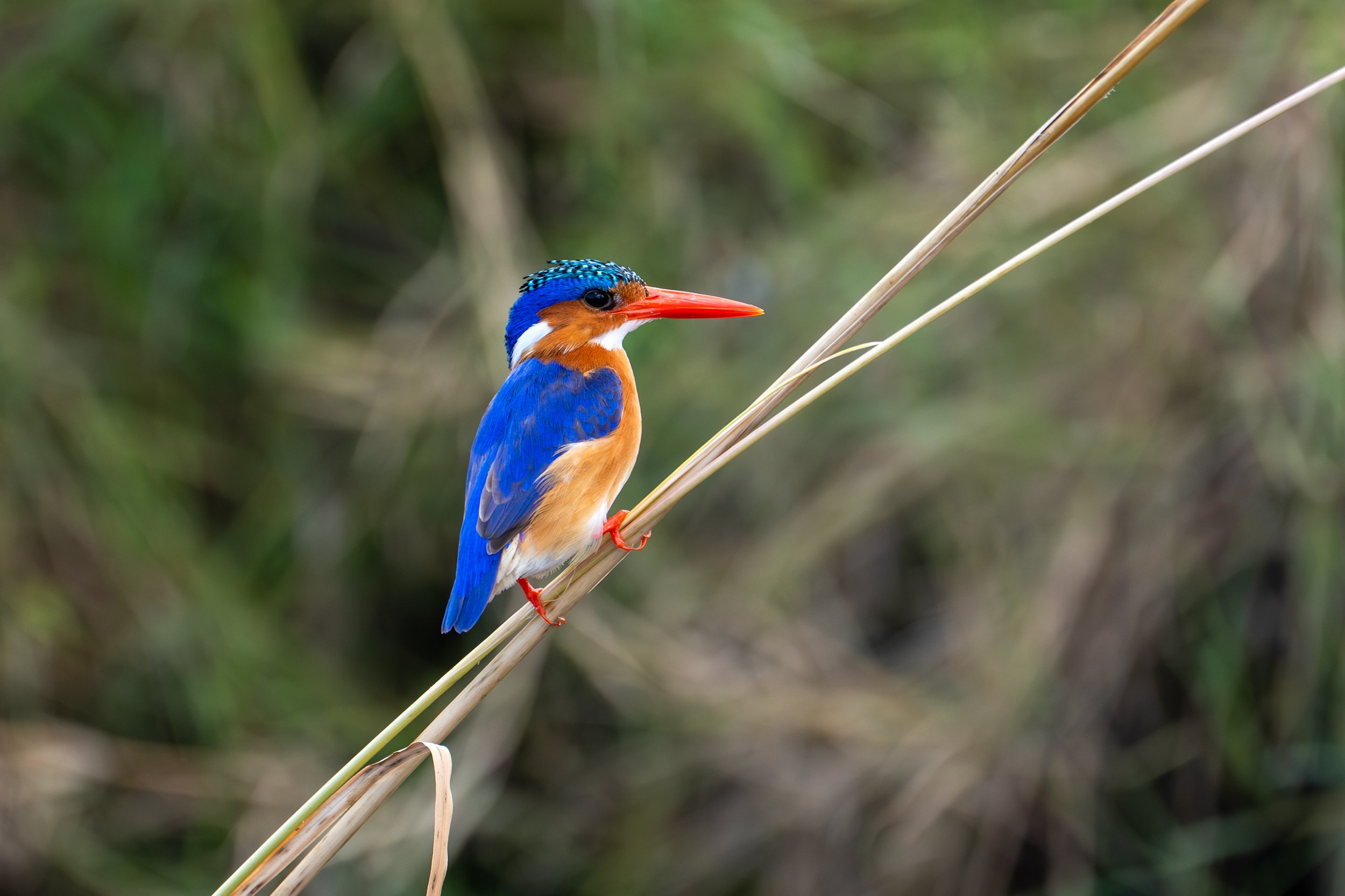 Malachite Kingfisher; Botswana 2026