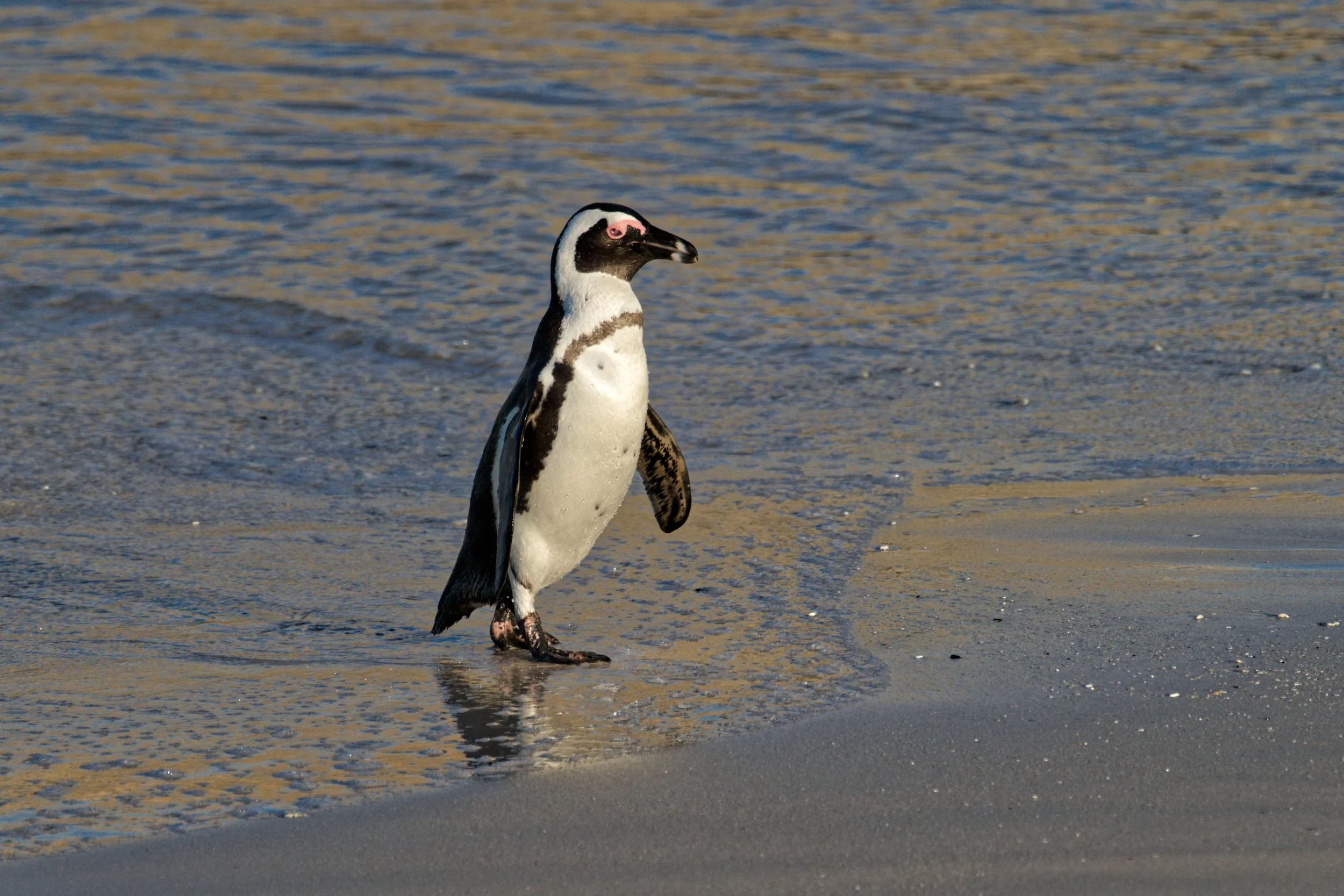 A black and white penguin with pink patches on its face stands on the sandy shore near the water's edge.