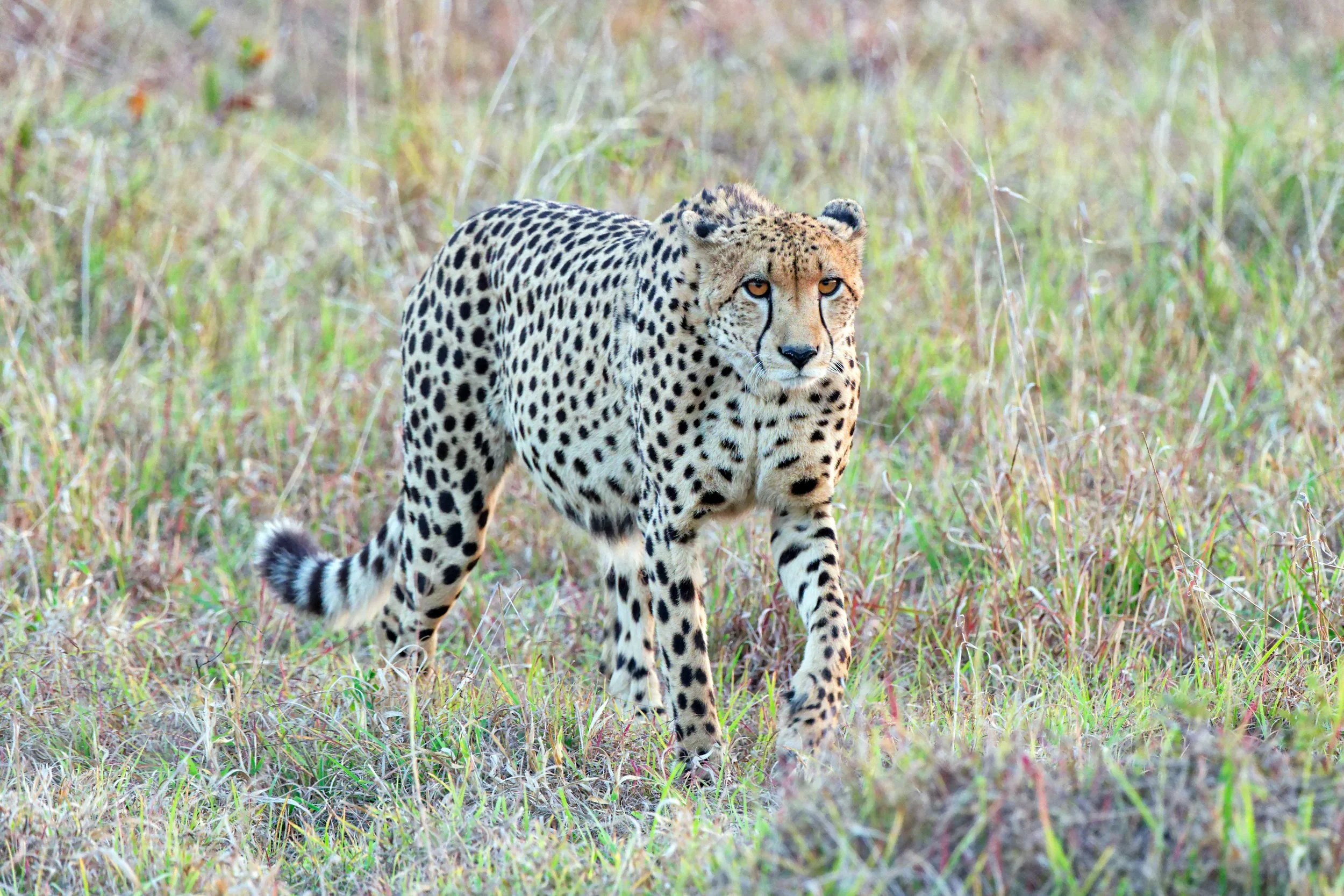 A cheetah walking through tall grass in a natural habitat.