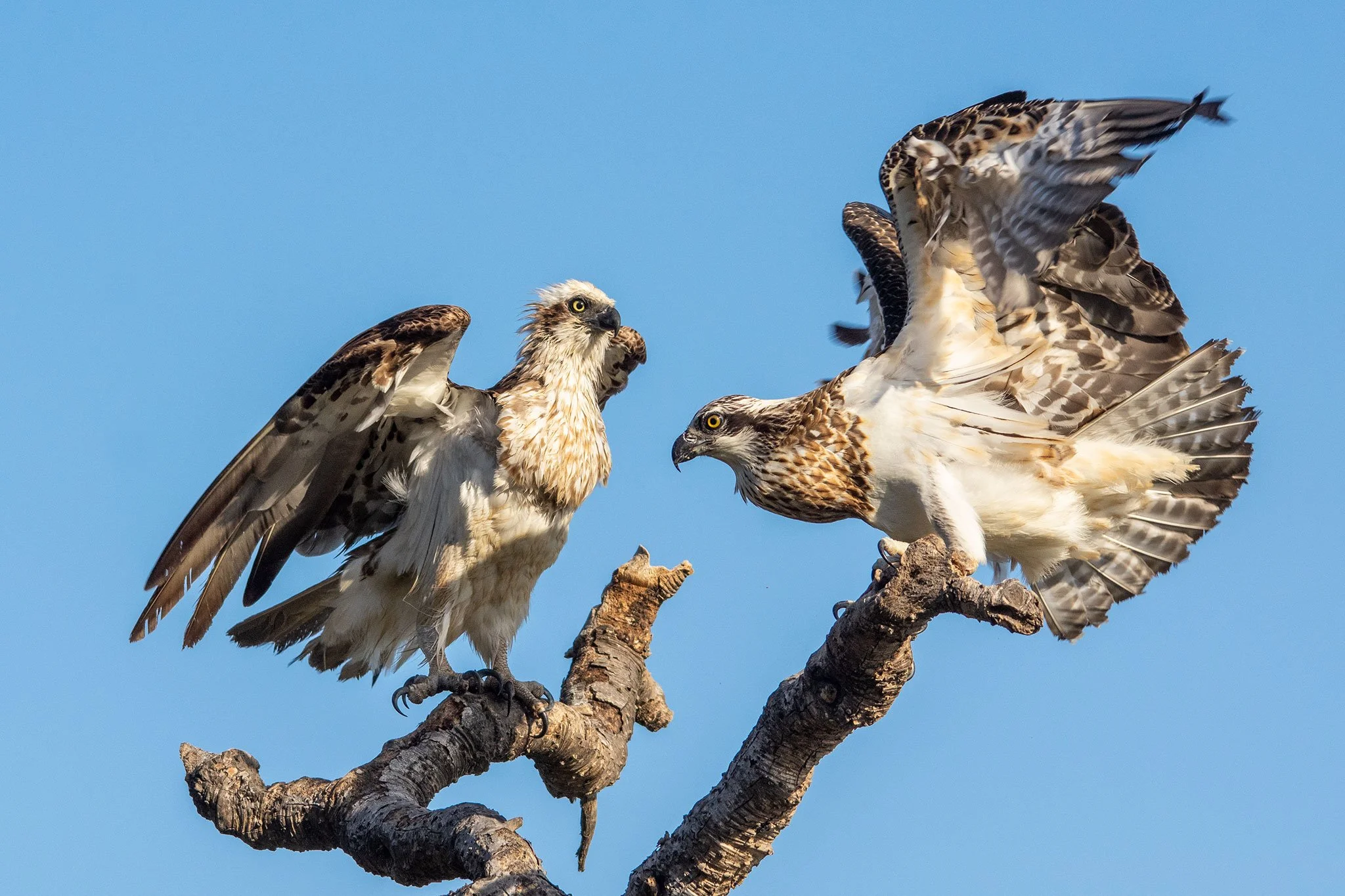 Ospreys, Sunshine Coast, Qld