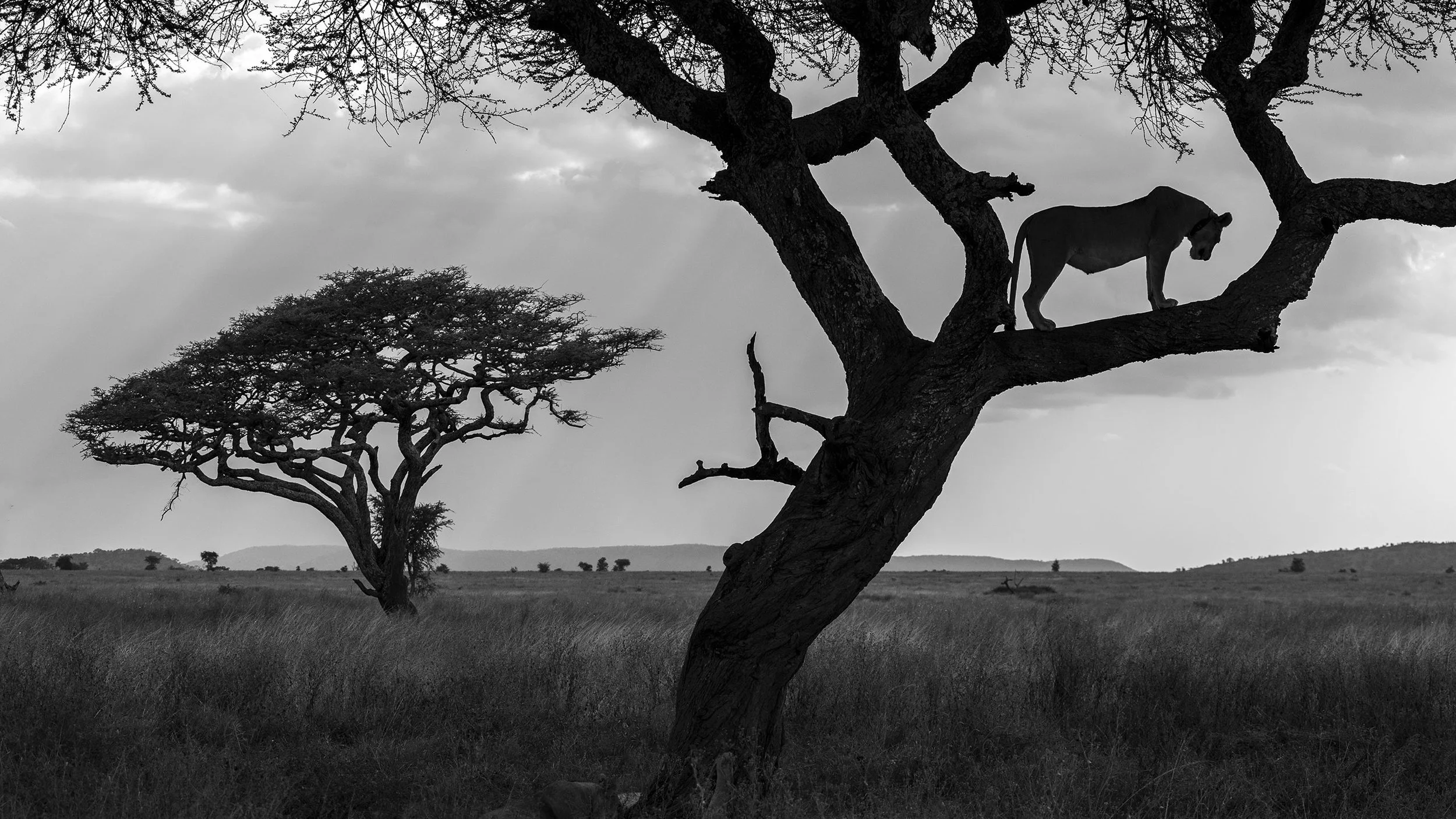 Serengeti Monochrome; Tanzania 2024