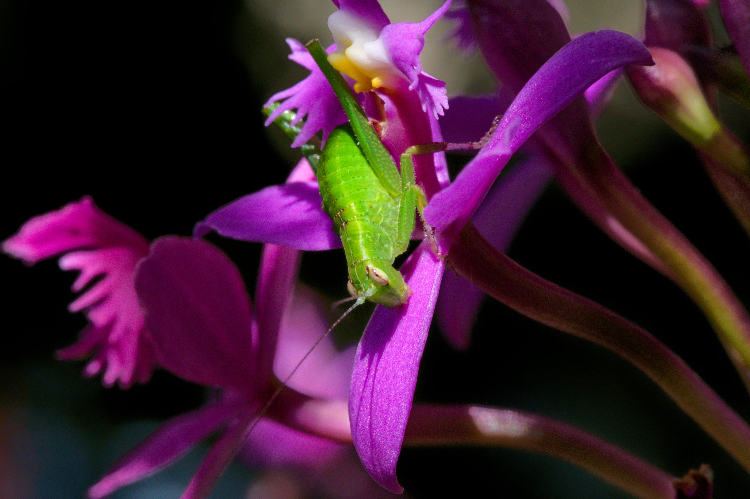 Leaf-Hopper Macro