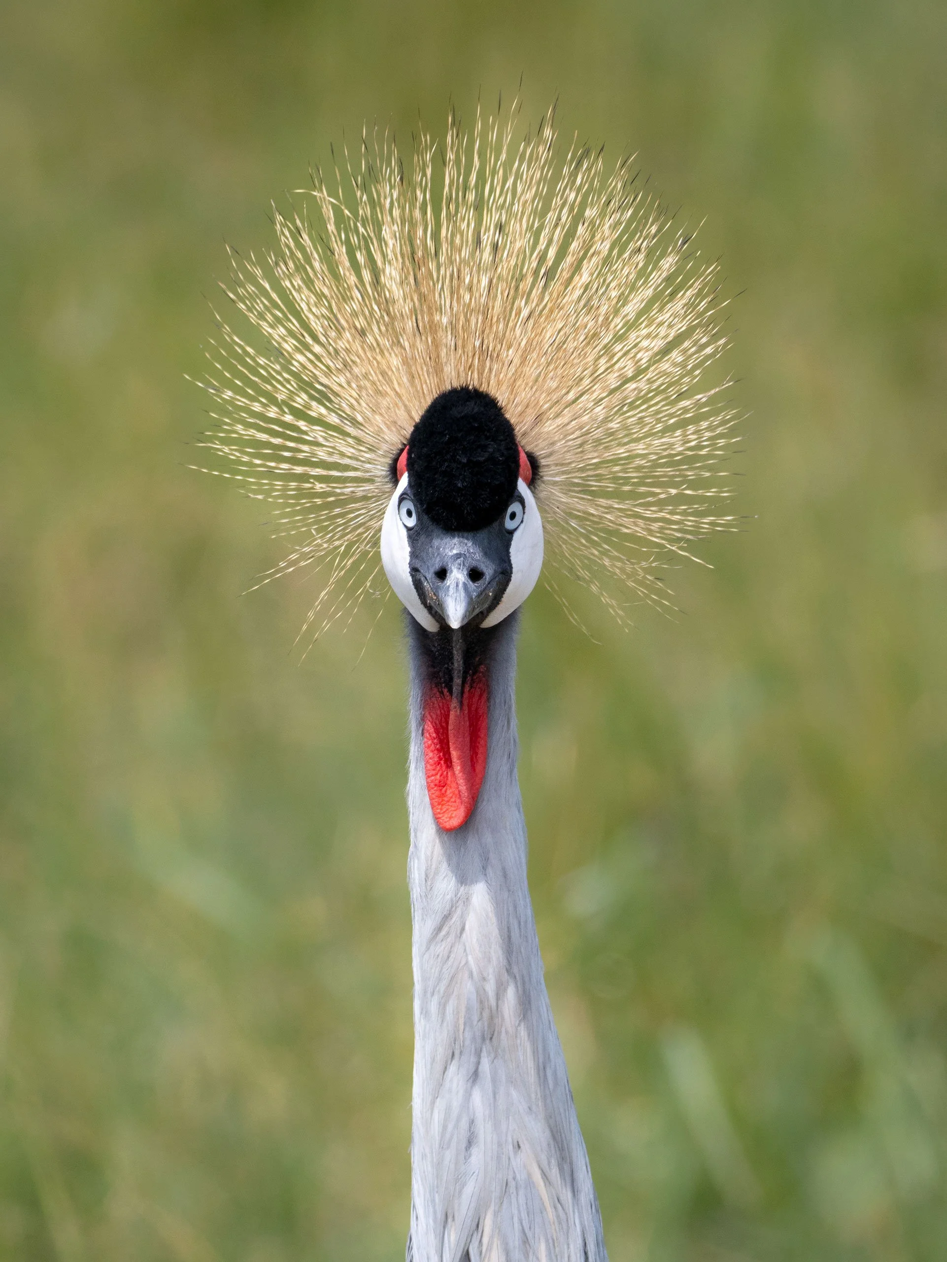 A close-up of a crowned crane's face with a golden crest of feathers, black face, white cheeks, and red throat patch, against a blurred green background.