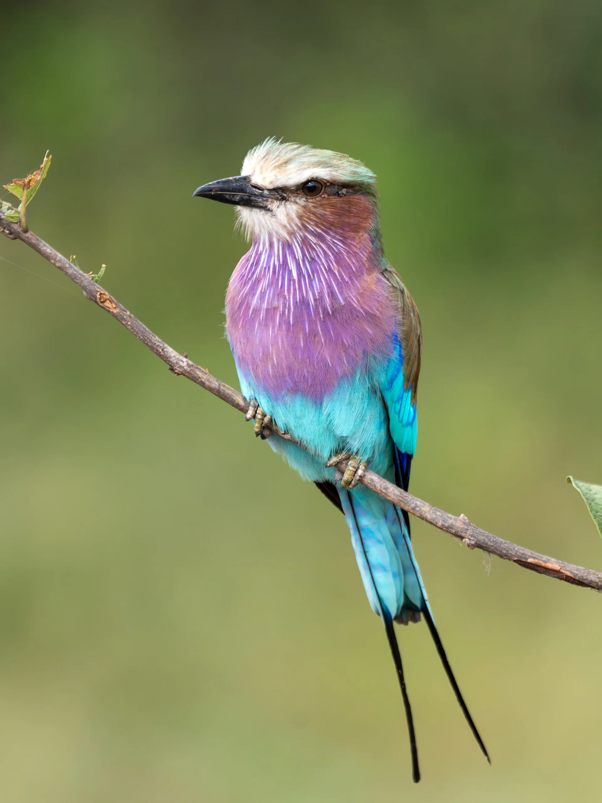 Lilac Breasted Roller; Botswana 2026