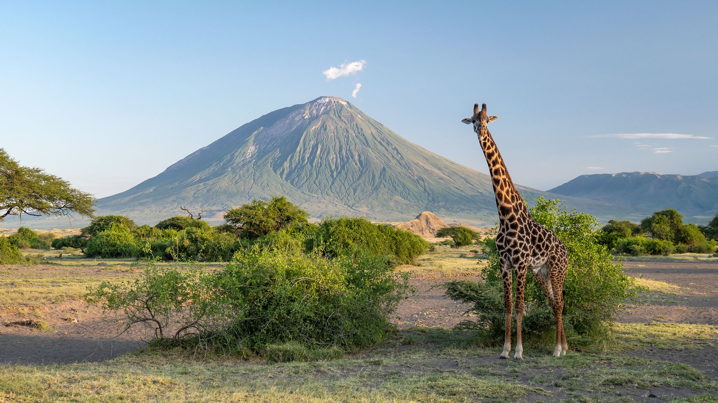 Giraffe, Tanzania 2024