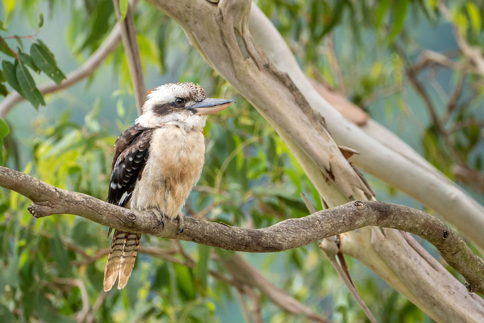 Kookaburra, Maleny, Qld