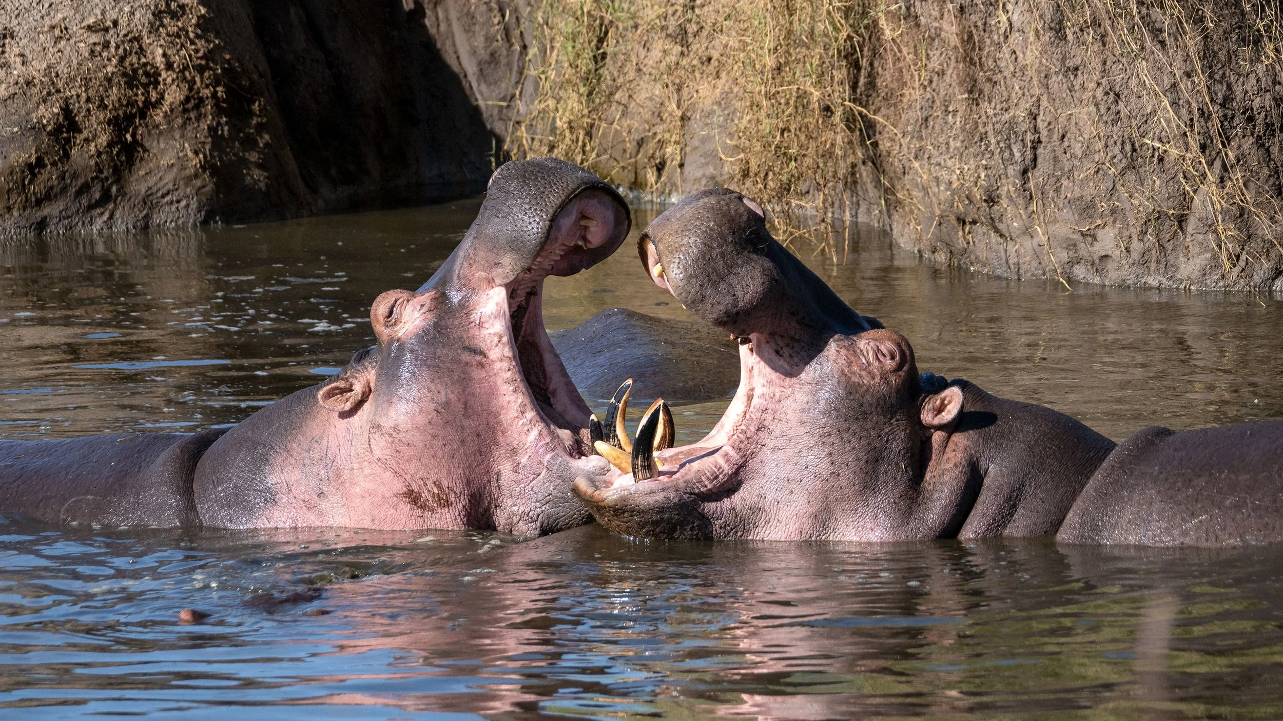 Two hippos with open mouths facing each other in a river with muddy banks and dry grass.