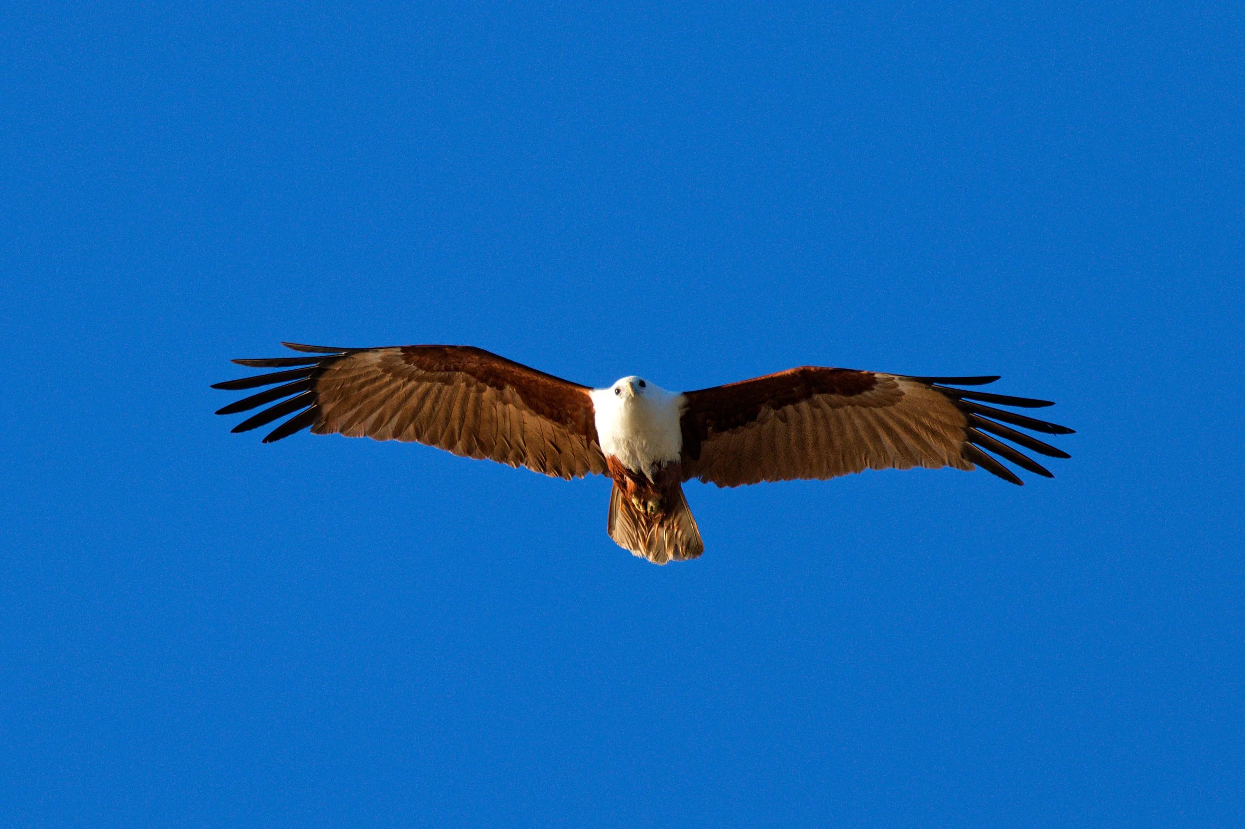 Brahminy Kite, Bribie Island
