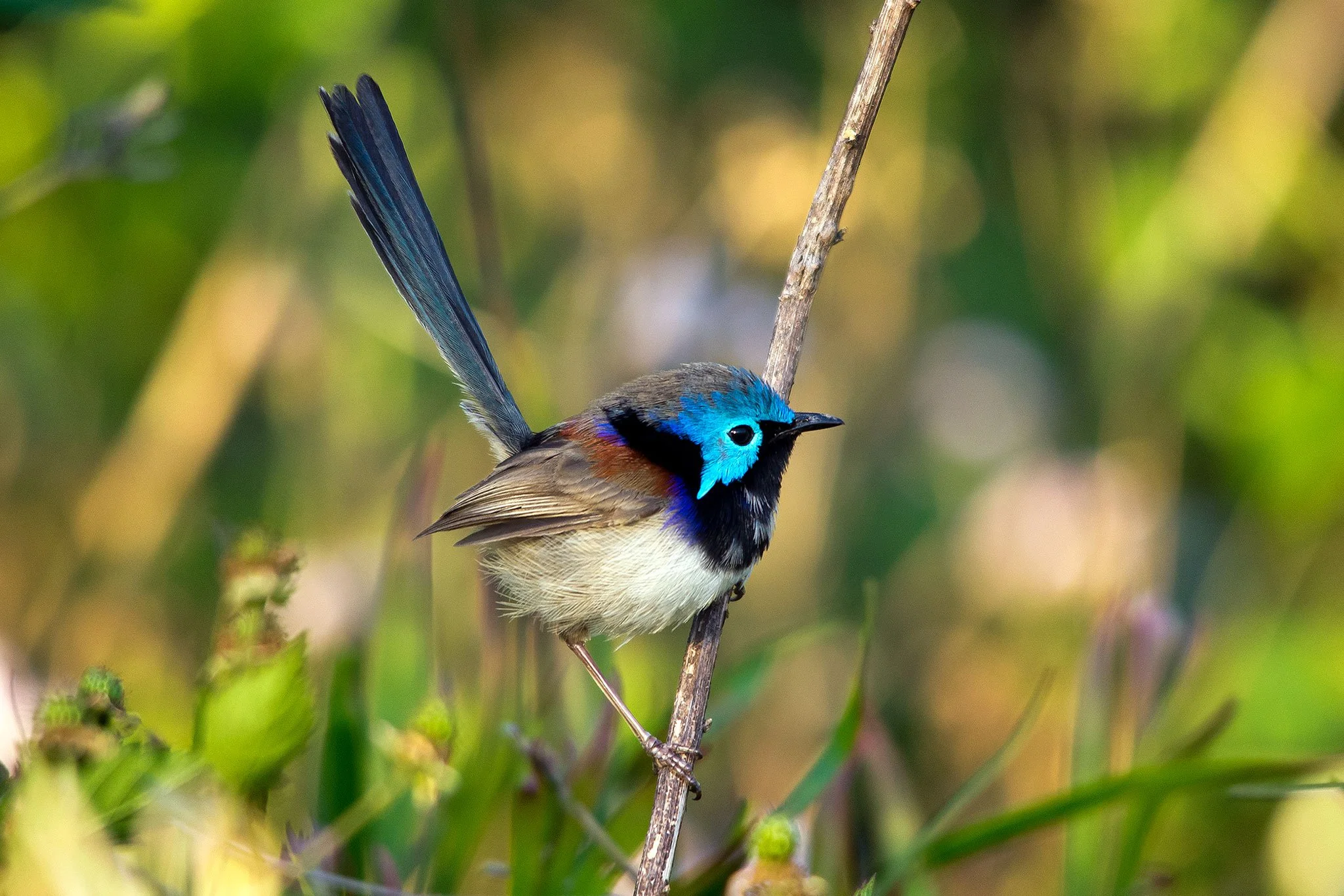 Variegated Fairy Wren, Maleny, Qld