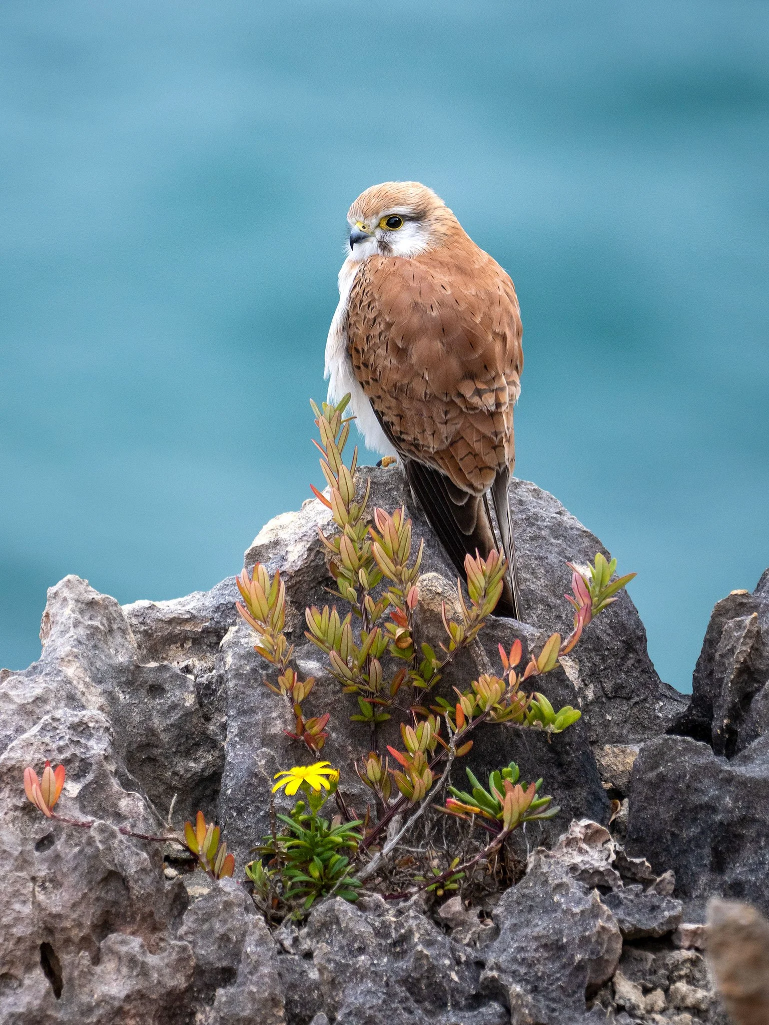 Nankeen Kestrel, Western Australia