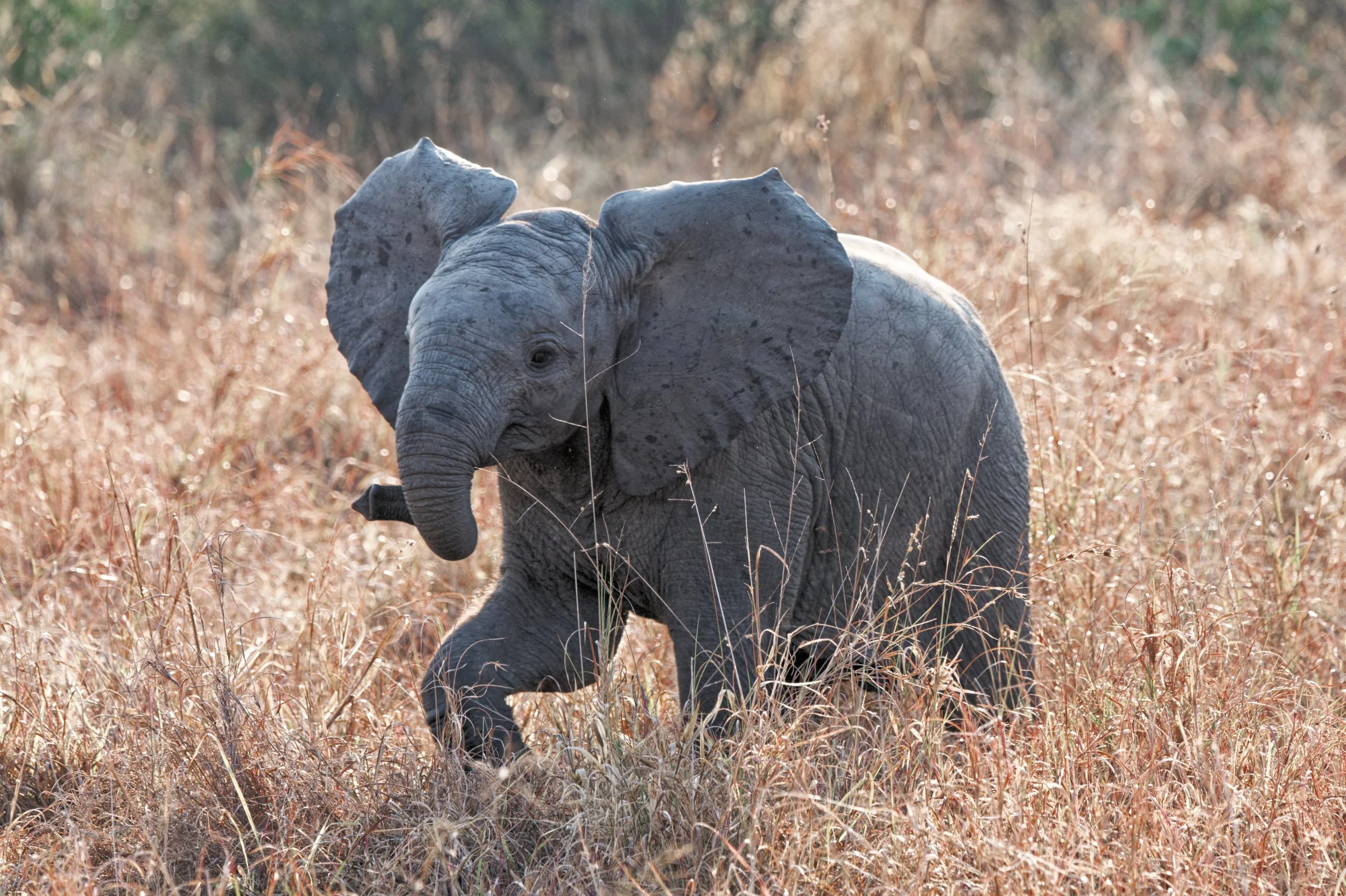 Young elephant walking through tall dry grass in a natural habitat.
