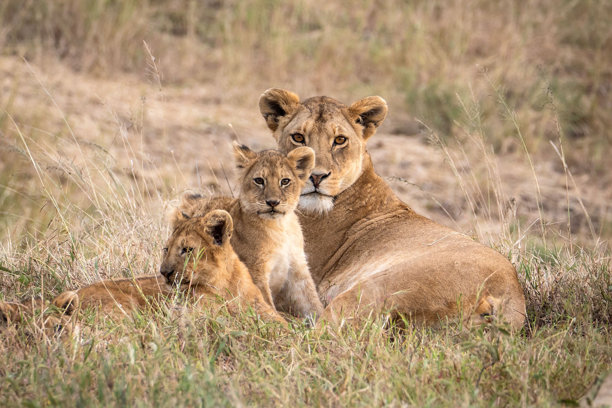 Lioness and Cubs, Serengeti NP, Tanzania