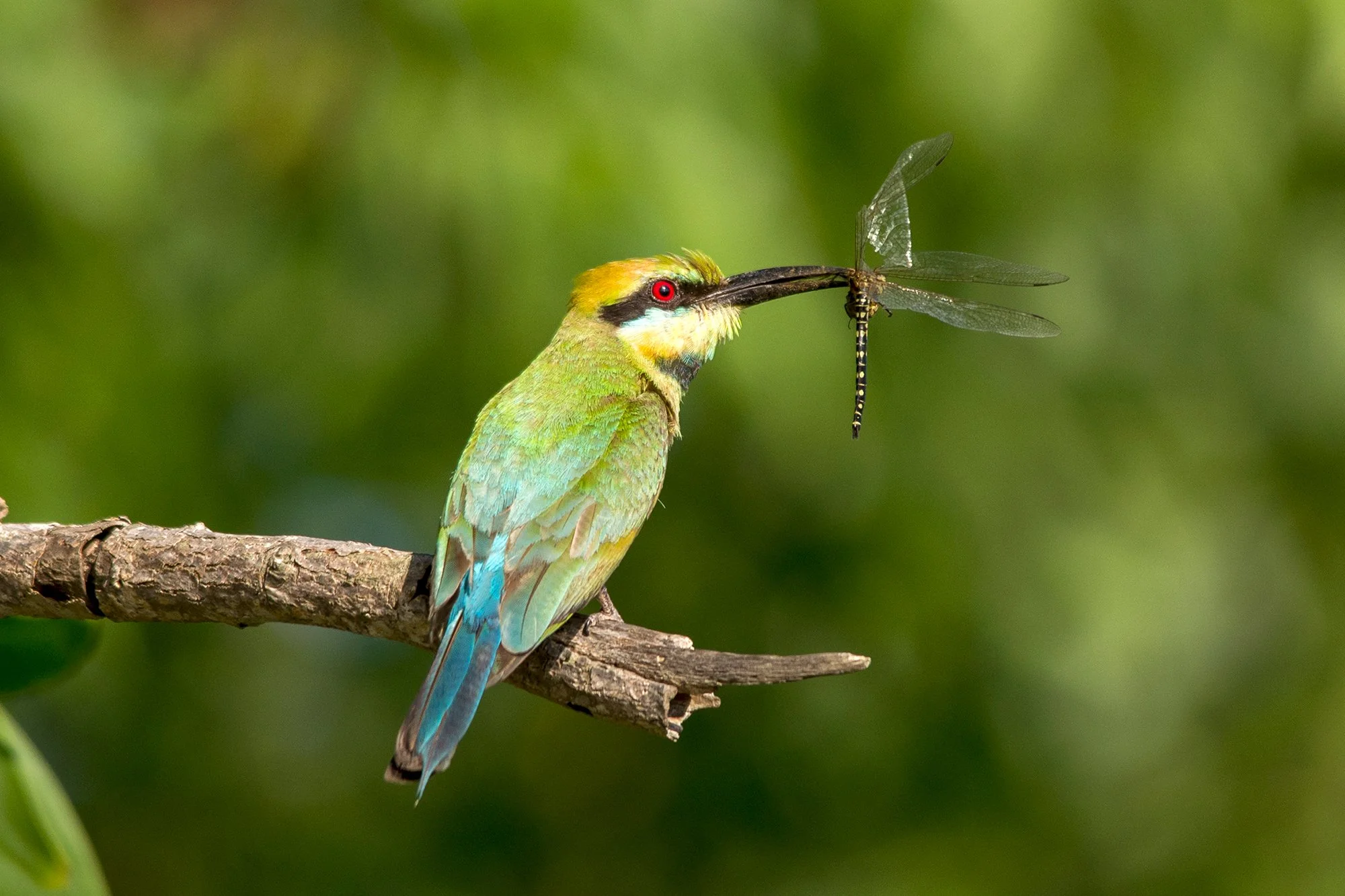 Rainbow Bee Eater, Darwin NT
