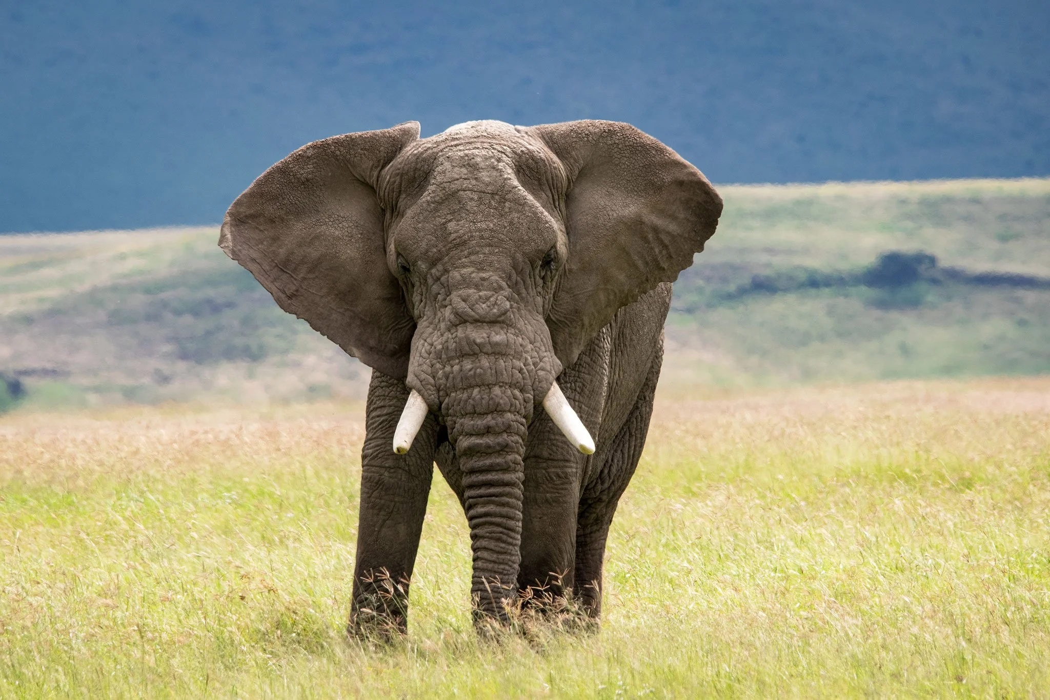 Elephant, Ngorongoro Crater; Tanzania 2019