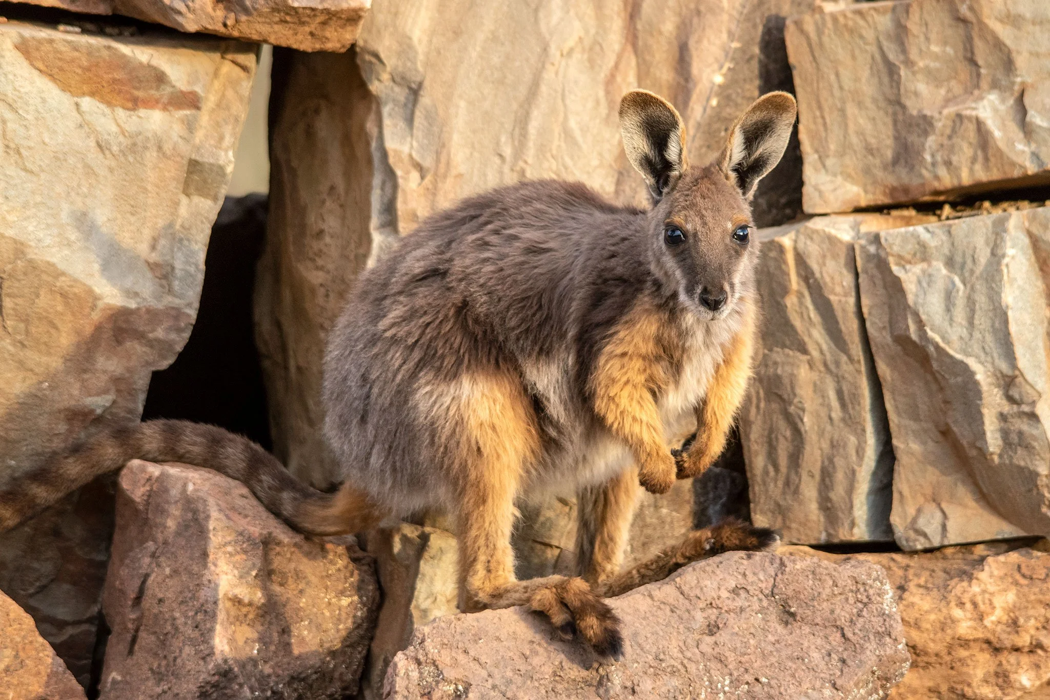 A young kangaroo, or joey, sits among rocks with a rocky background.