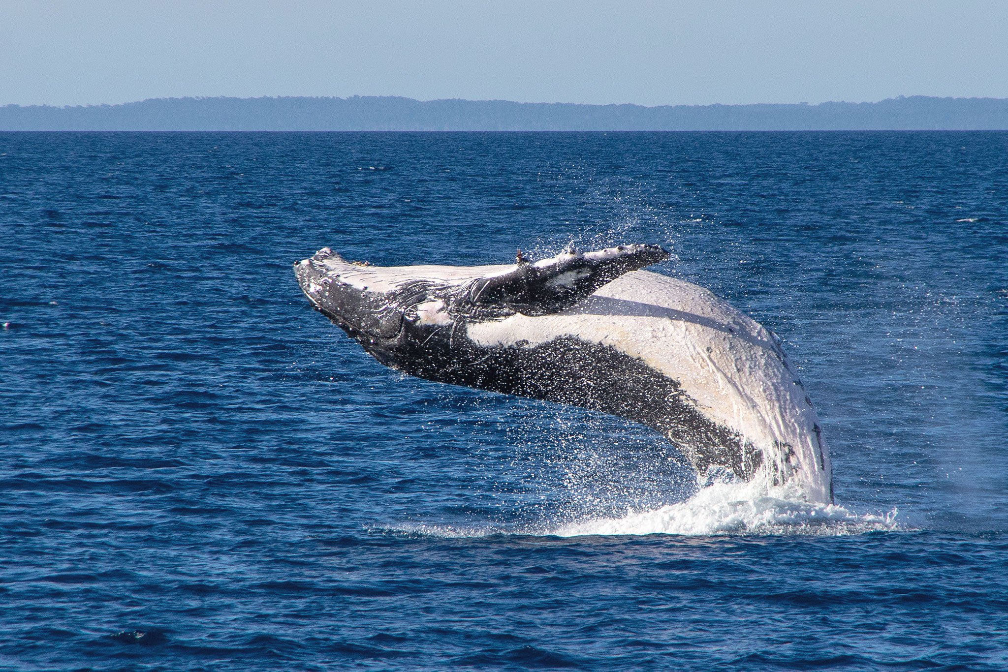 Humpback Whale, Hervey Bay, Qld