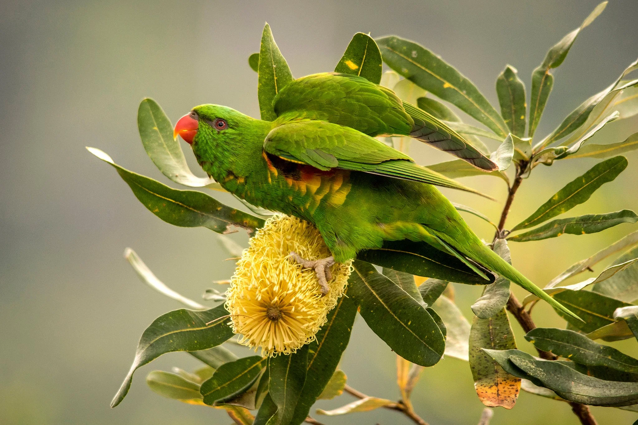 Scaly Breasted Lorikeet, Maleny, Qld