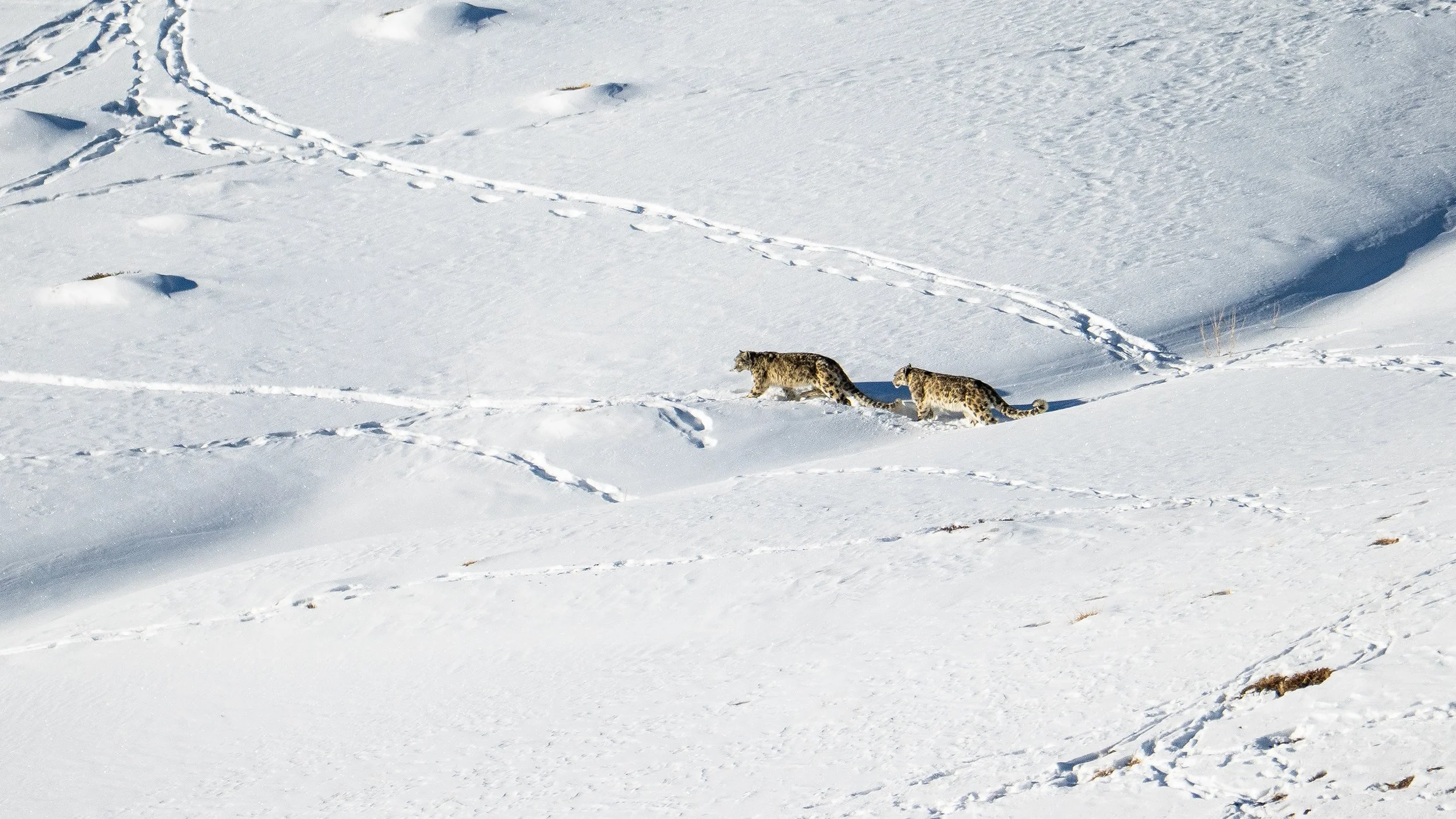 Snow Leopards, Kibber Reserve; India 2025