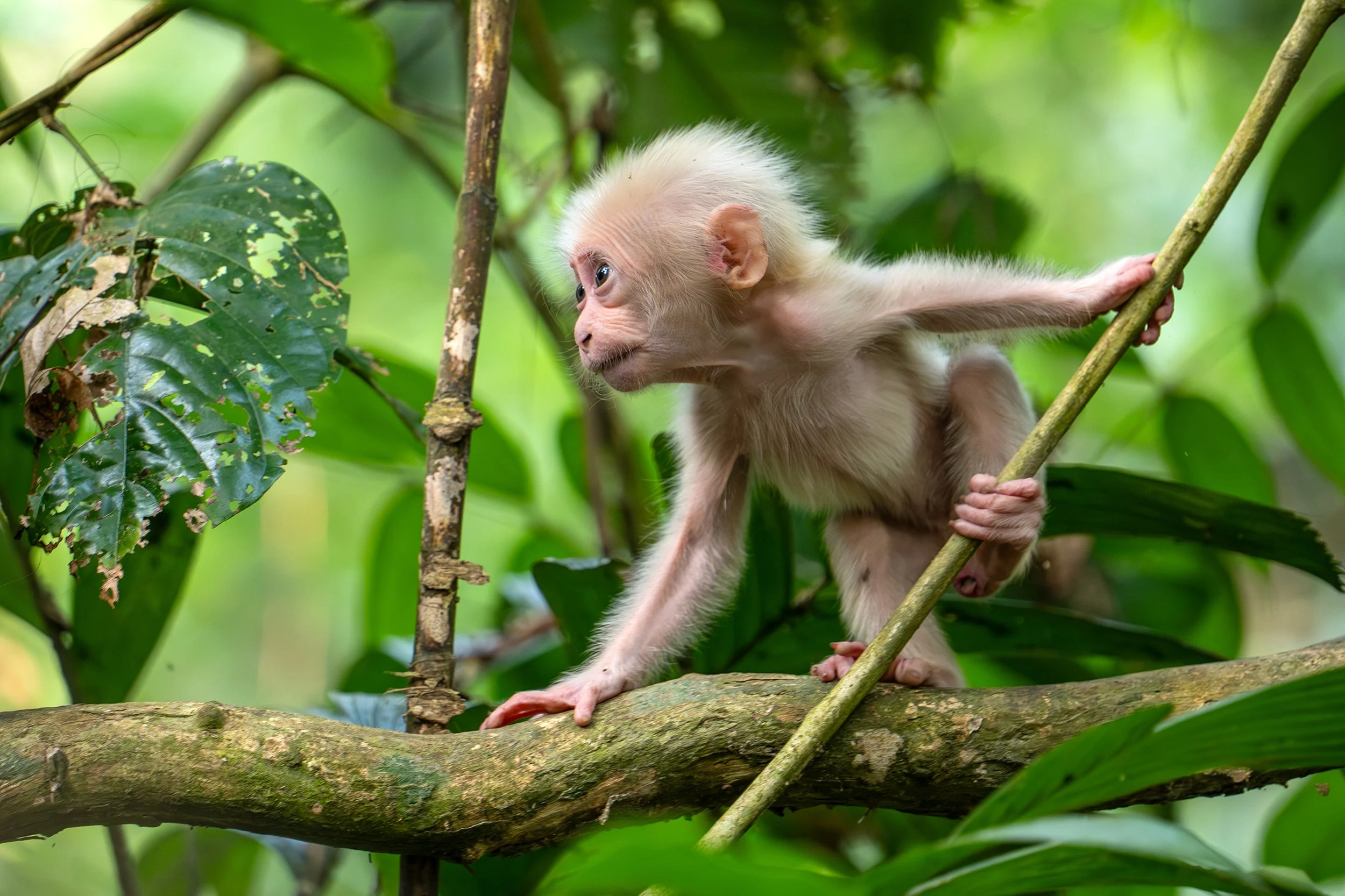 Baby Stump-Tailed Macaque; India 2025