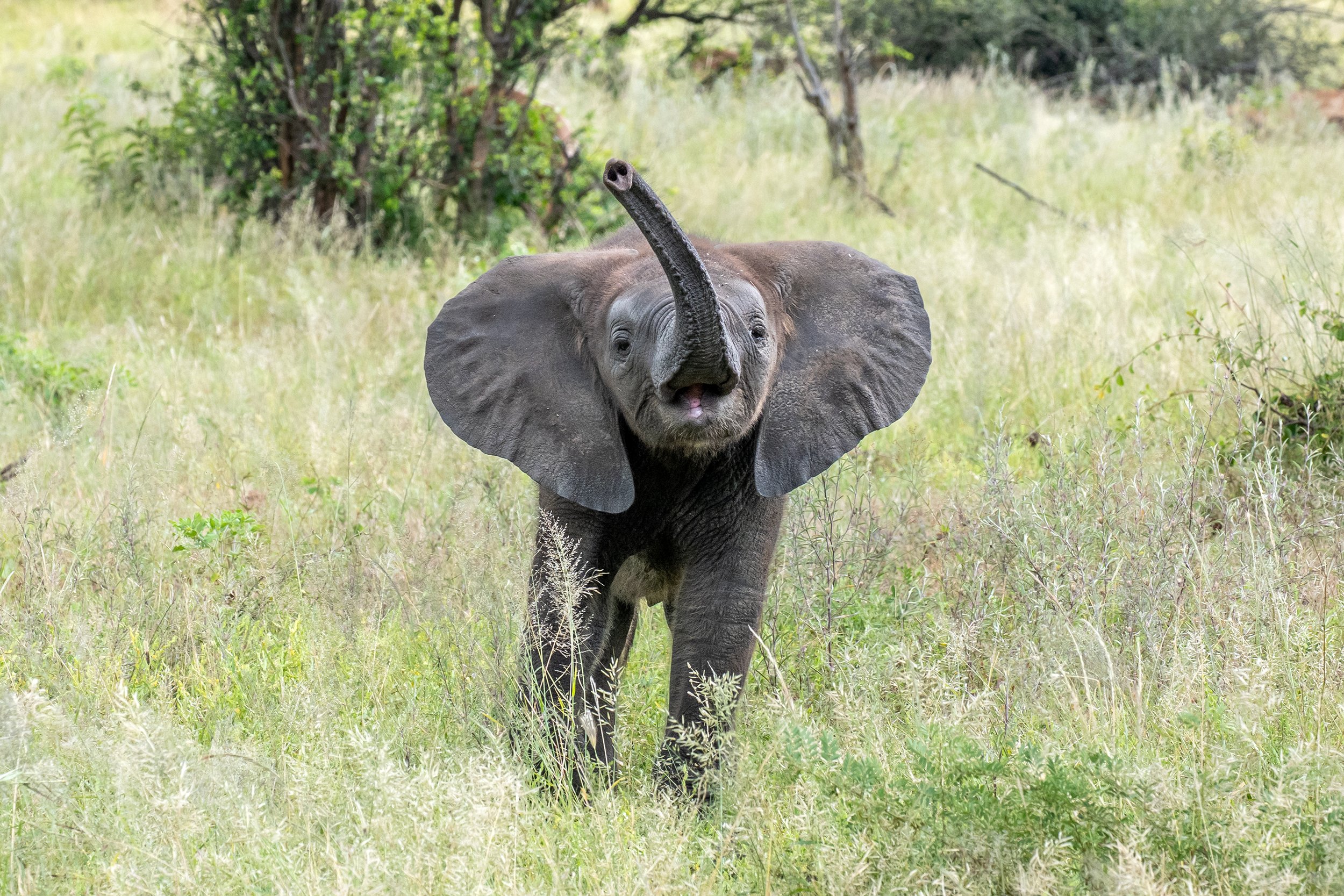 Baby Elephant; Botswana 2026