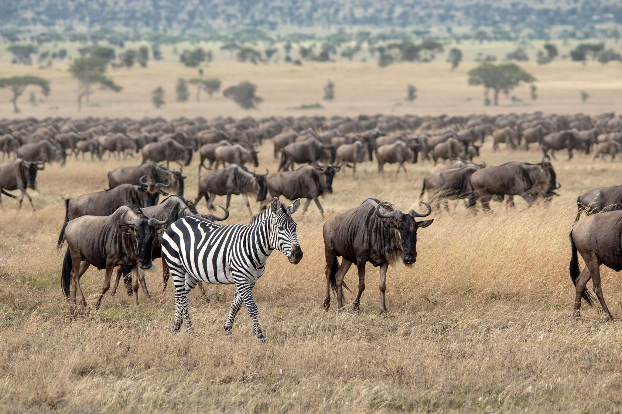 A group of wildebeests and a zebra walking across a grassy savannah, with more animals and scattered trees in the background.