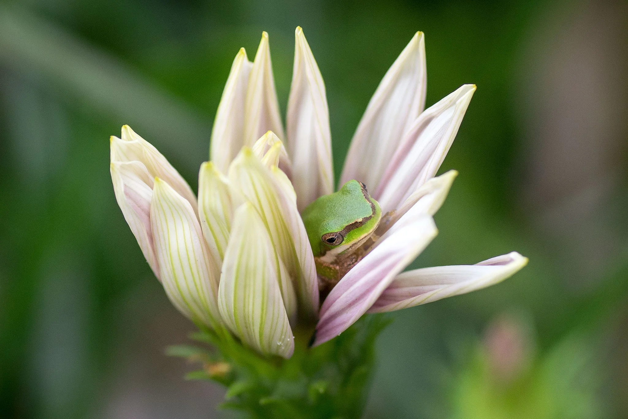 Dwarf Tree Frog, Montville, Qld