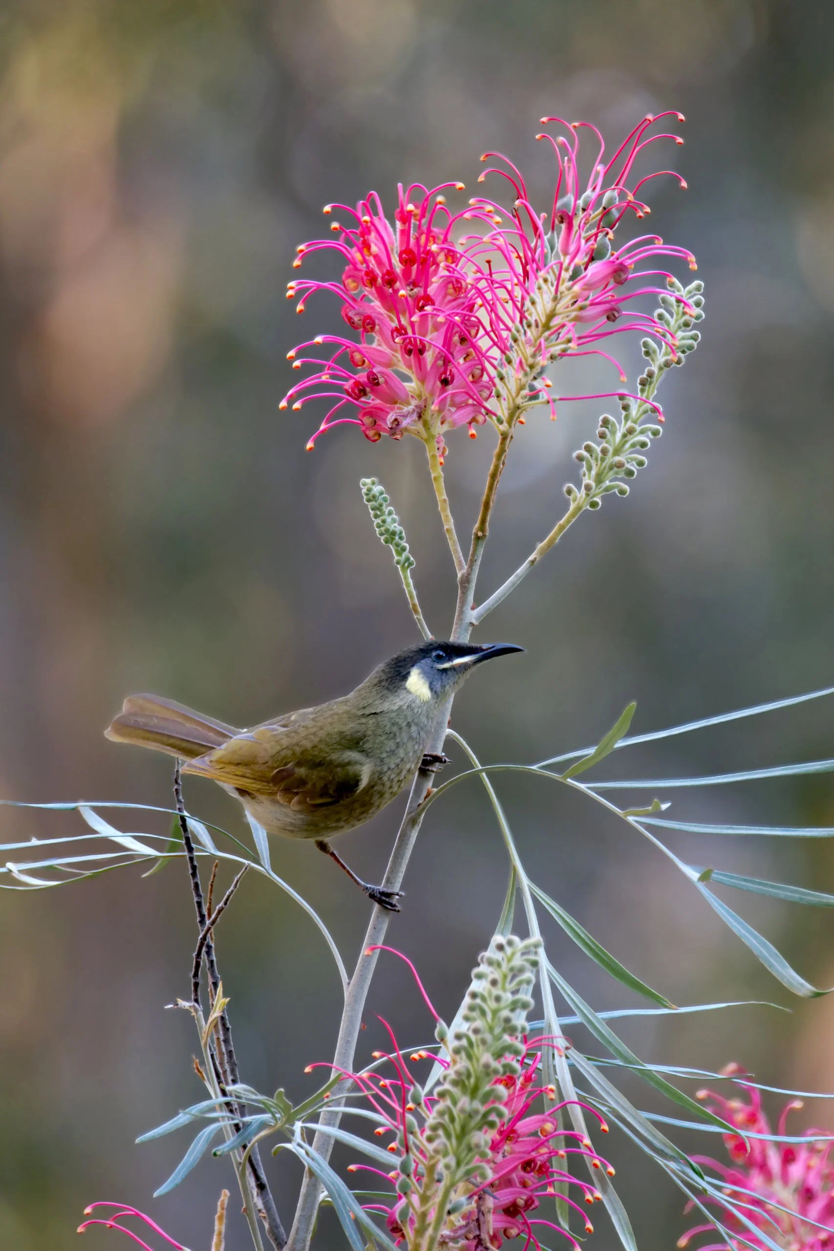 Lewin's Honeyeater