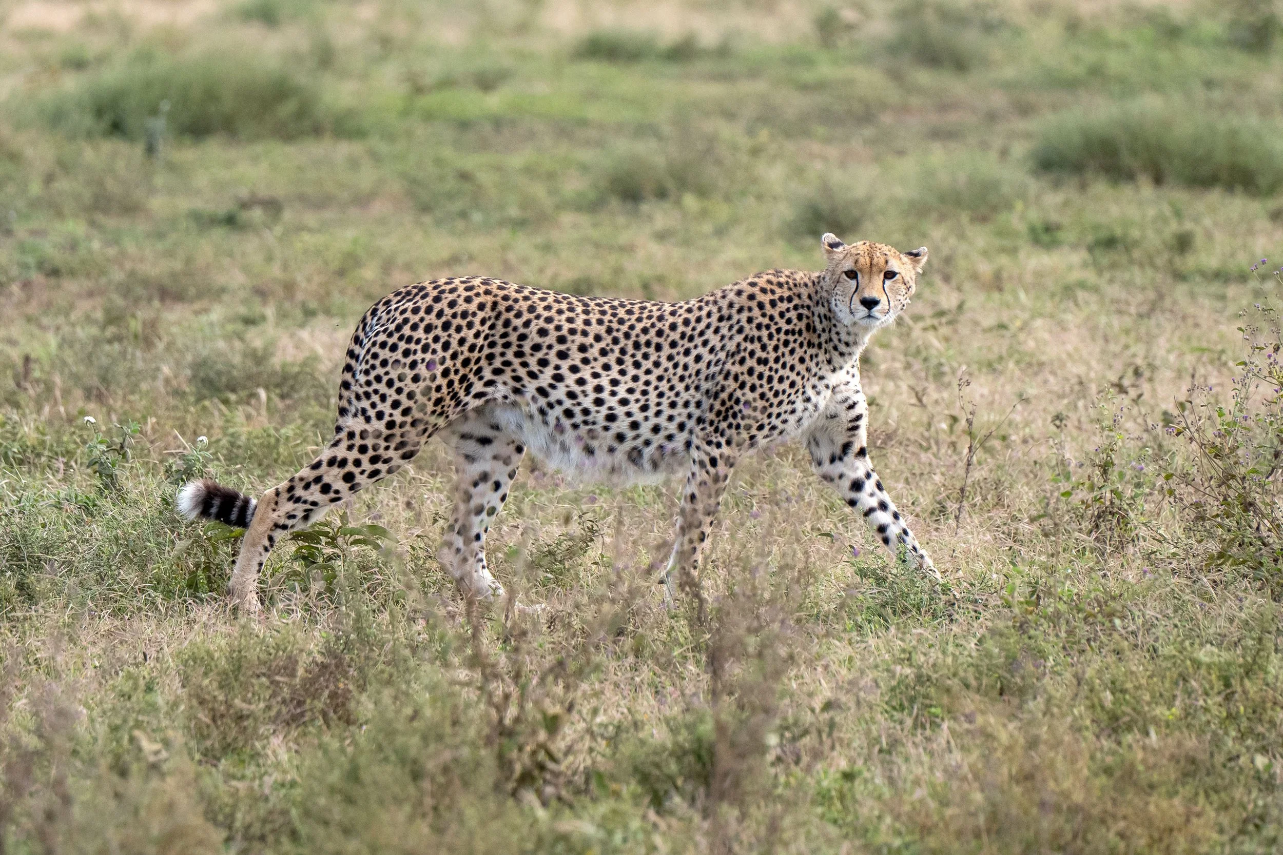 Cheetah, Ngorongoro Concession, Tanzania
