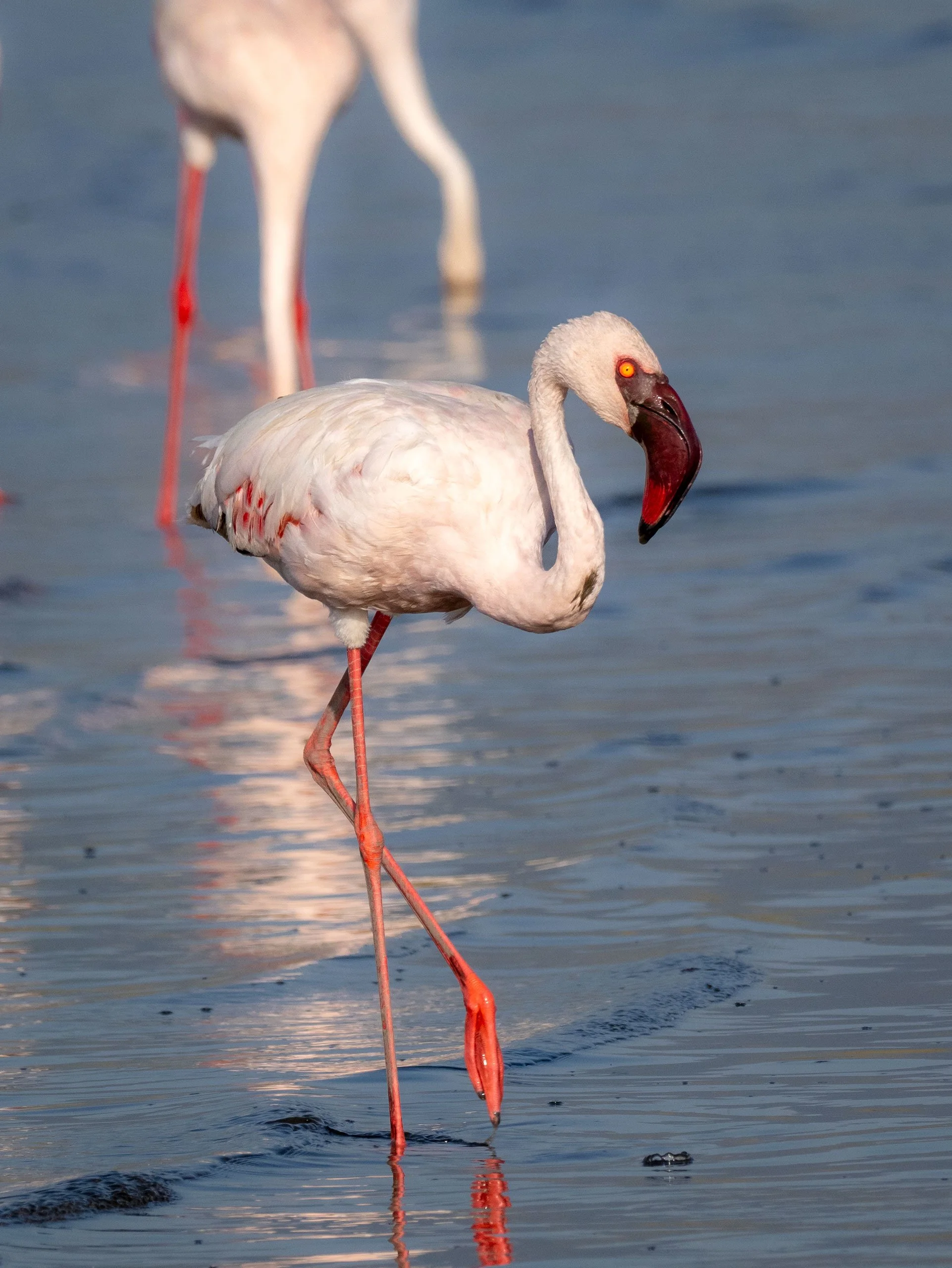 Flamingo, Lake Natron; Tanzania 2024