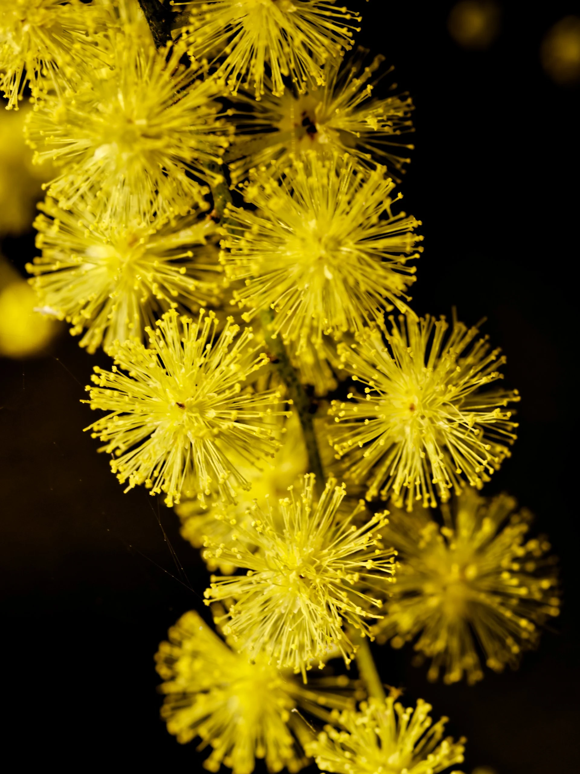 Golden Wattle Macro