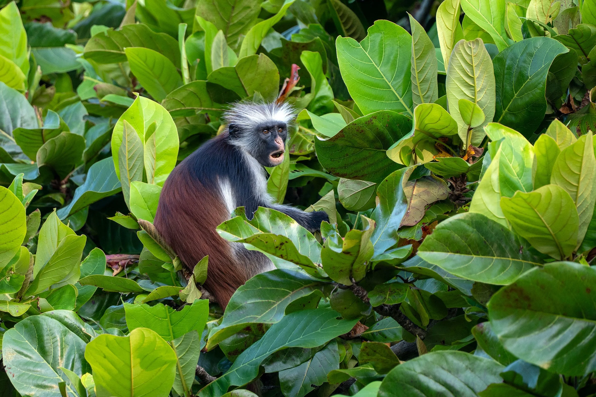 Red Colobus Monkey; Zanzibar 2025