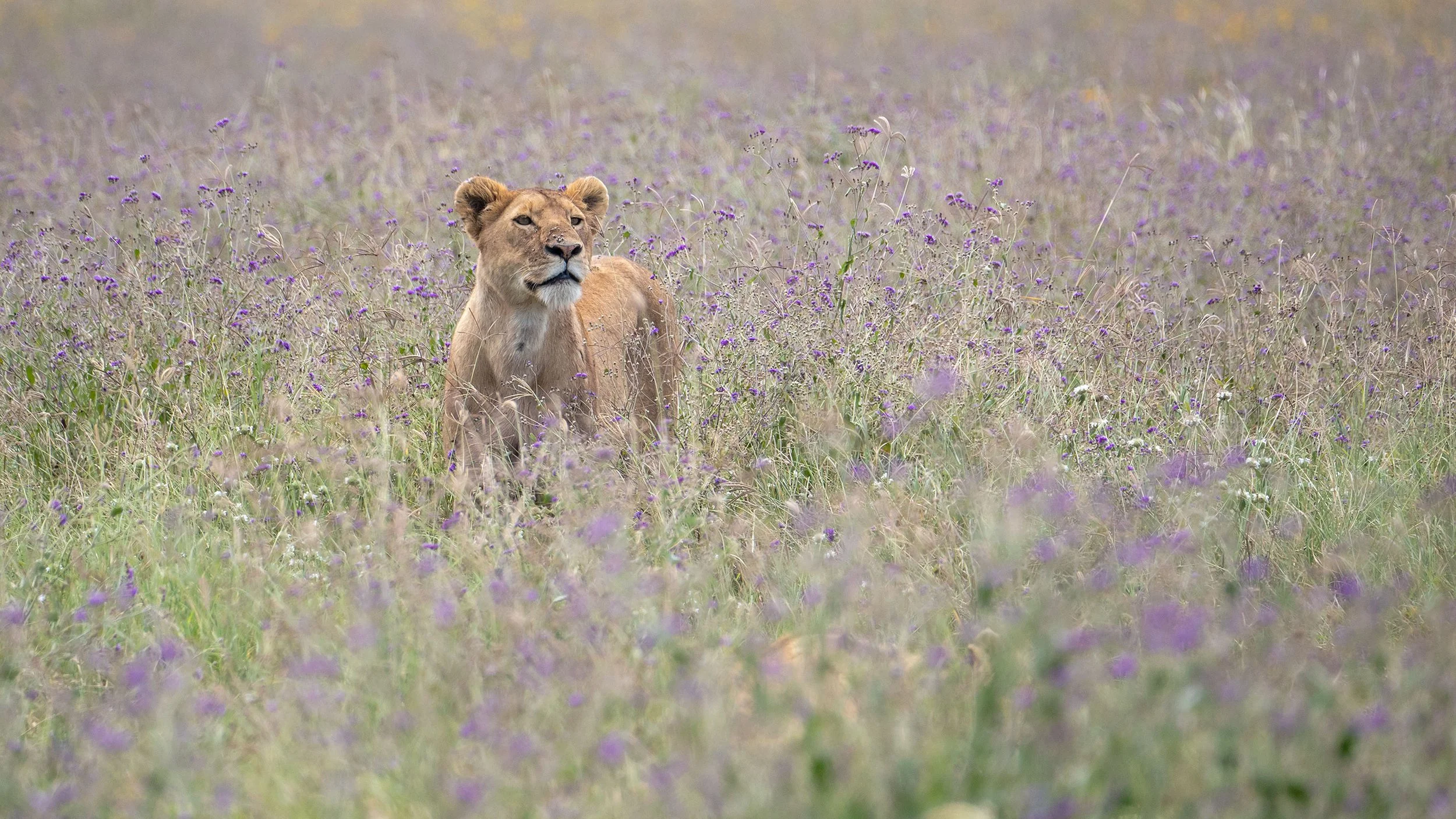 Lioness, Ngorongoro Crater; Tanzania 202