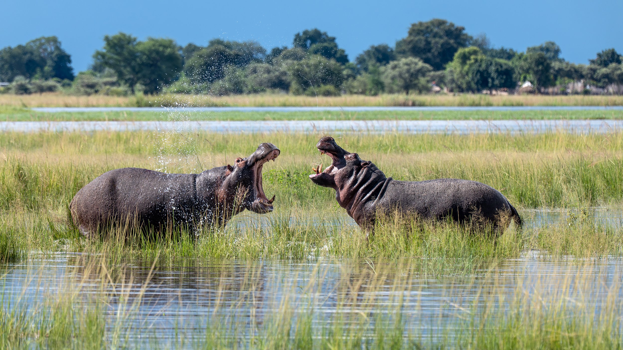Hippo Fight, Chobe River; Botswana 2026