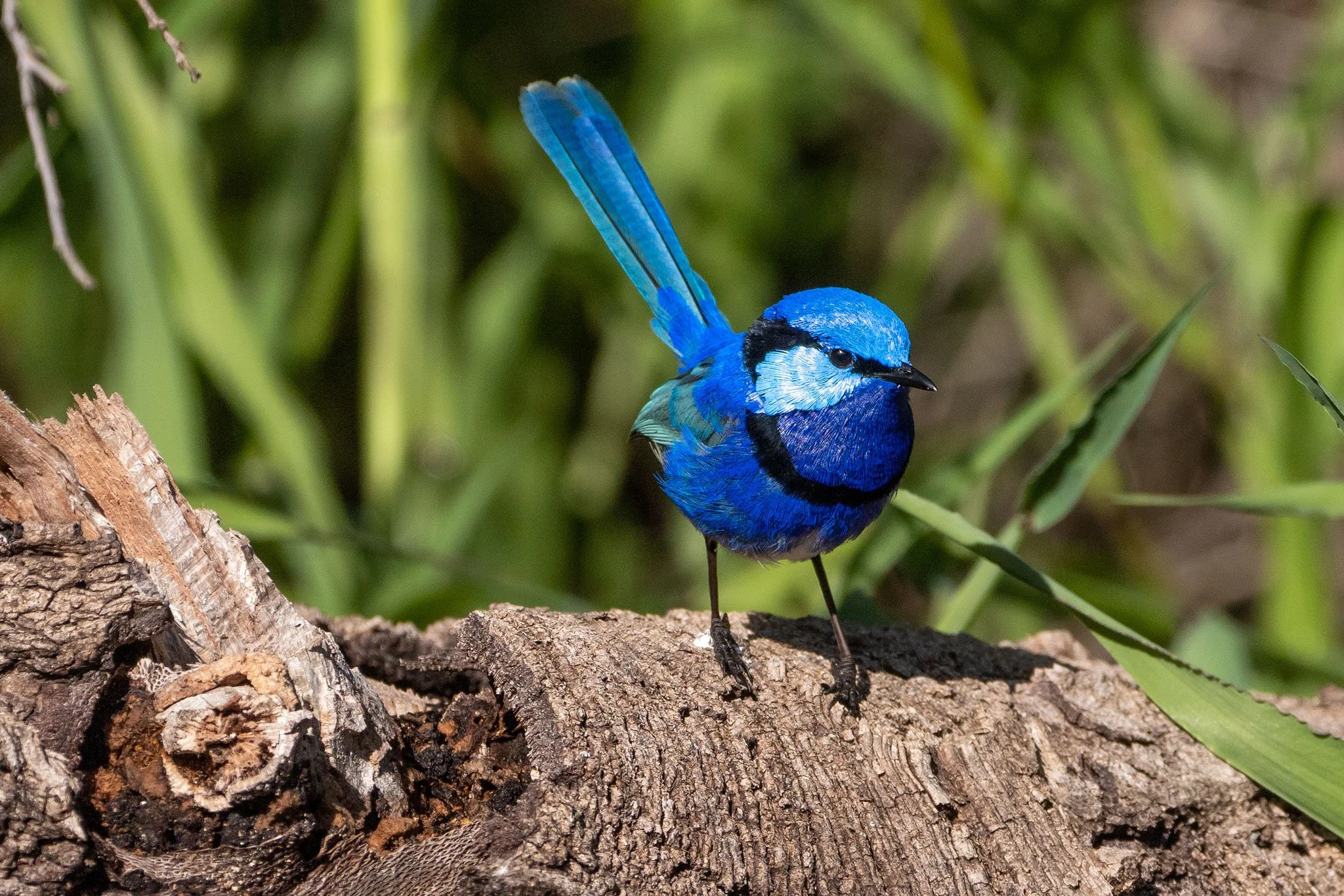 
Splendid Fairy Wren, Western Australia