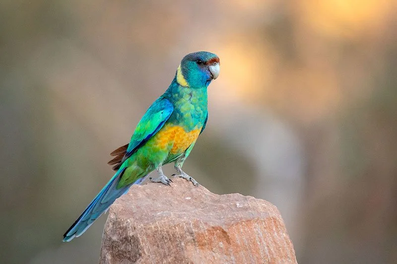 A colorful rainbow lorikeet bird perched on a rock, with vibrant blue, green, and yellow feathers.