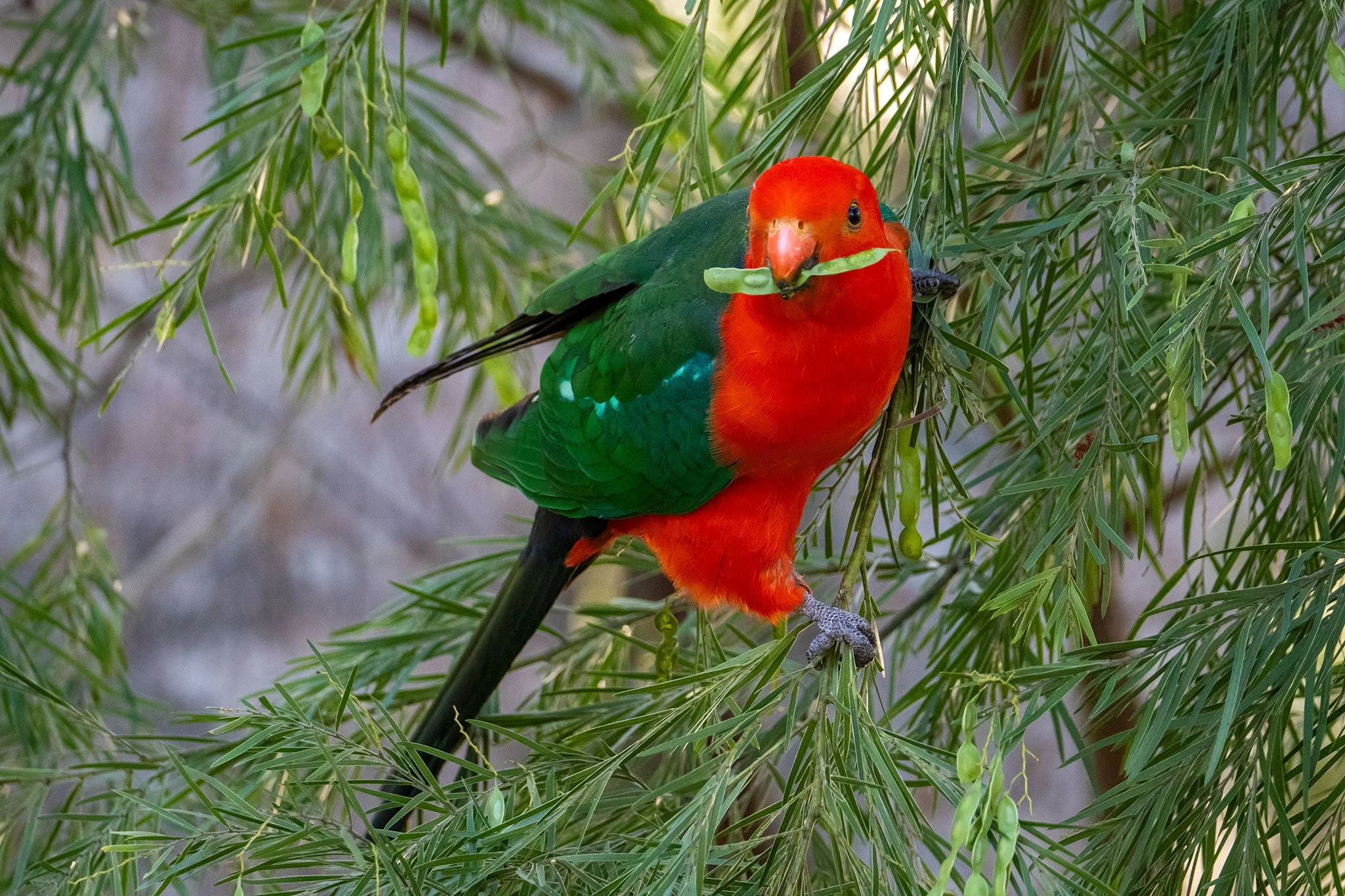 Colorful bird with red head and chest, green wings, holding a green leaf in its beak, perched on a branch among green foliage.
