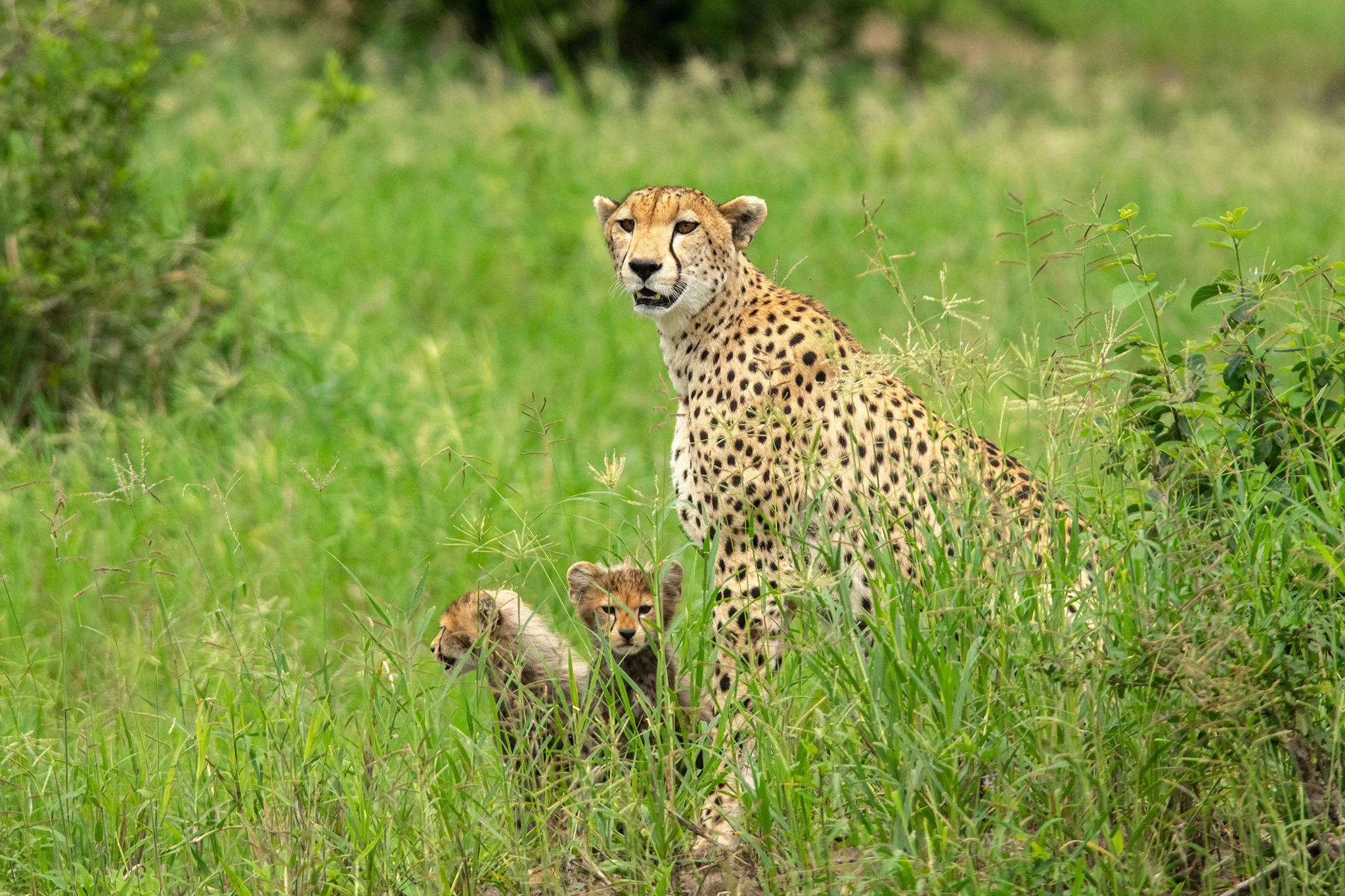 A cheetah with three lion cubs in tall green grass.