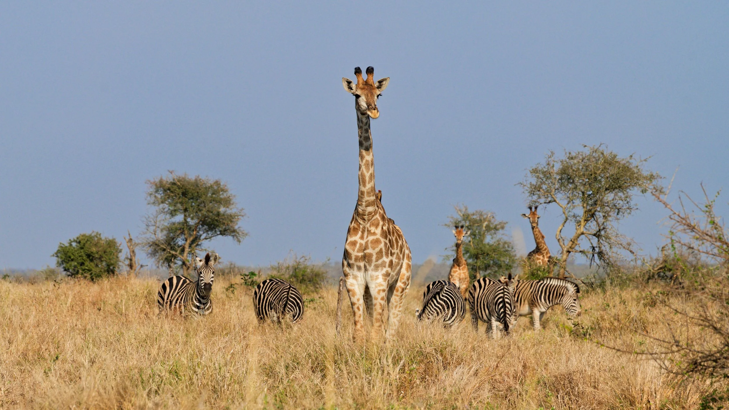 Giraffe and Friends; South Africa 2026