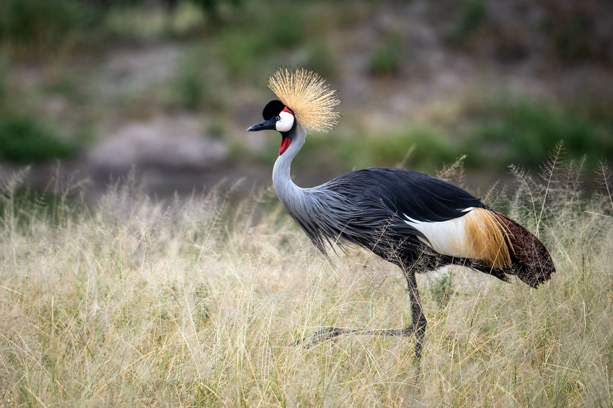 Crowned Crane; Tanzania 2023