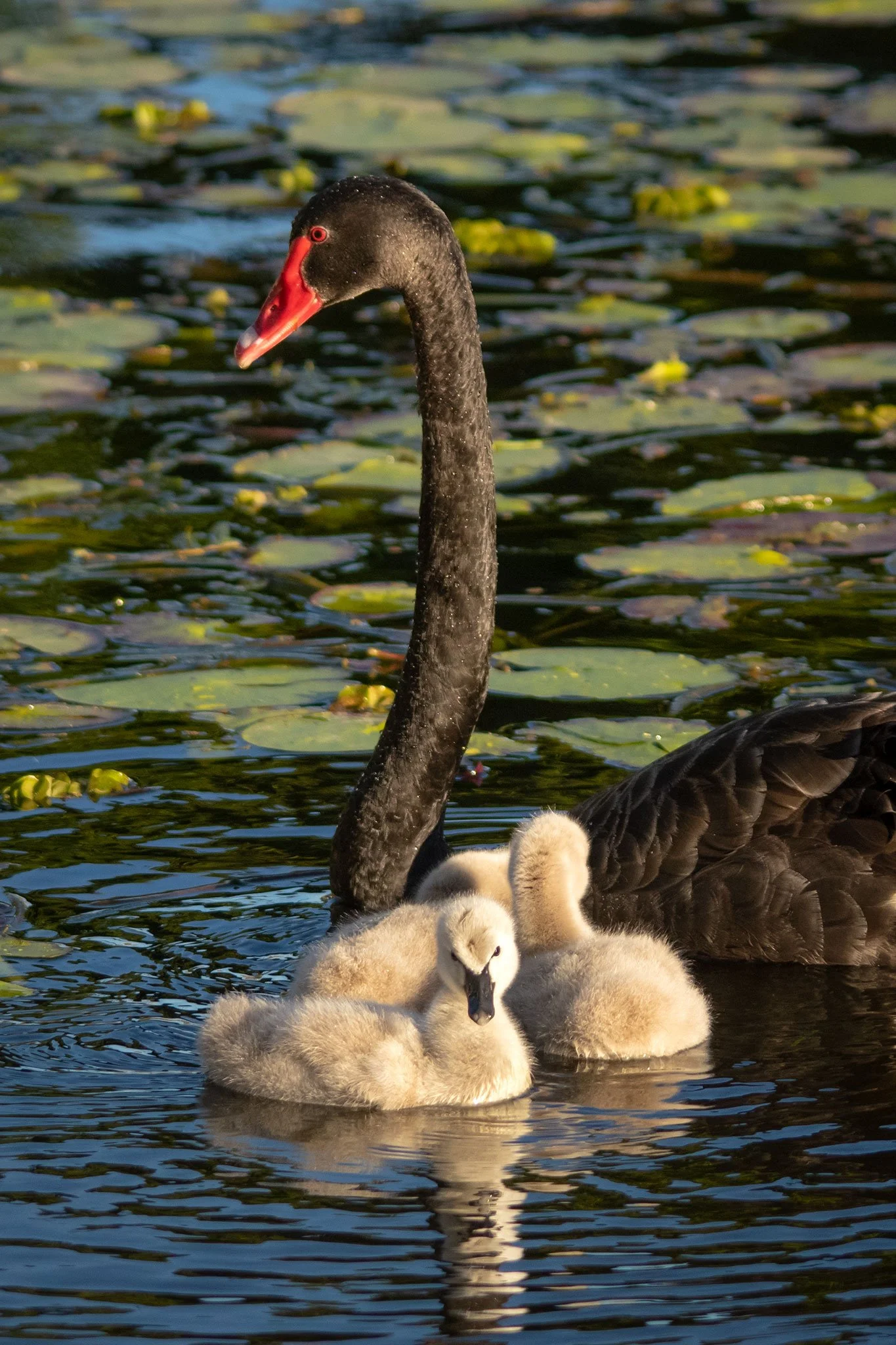 Swan and Cygnets, Sunshine Coast, Qld