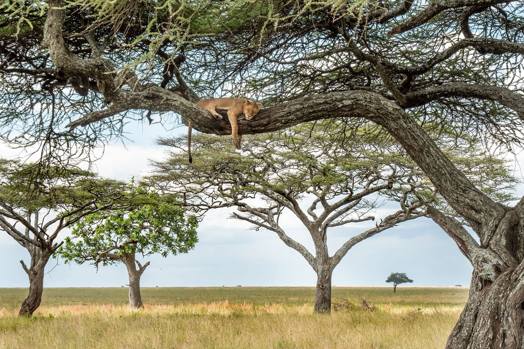 Sleeping Lion, Serengeti: Tanzania  2022