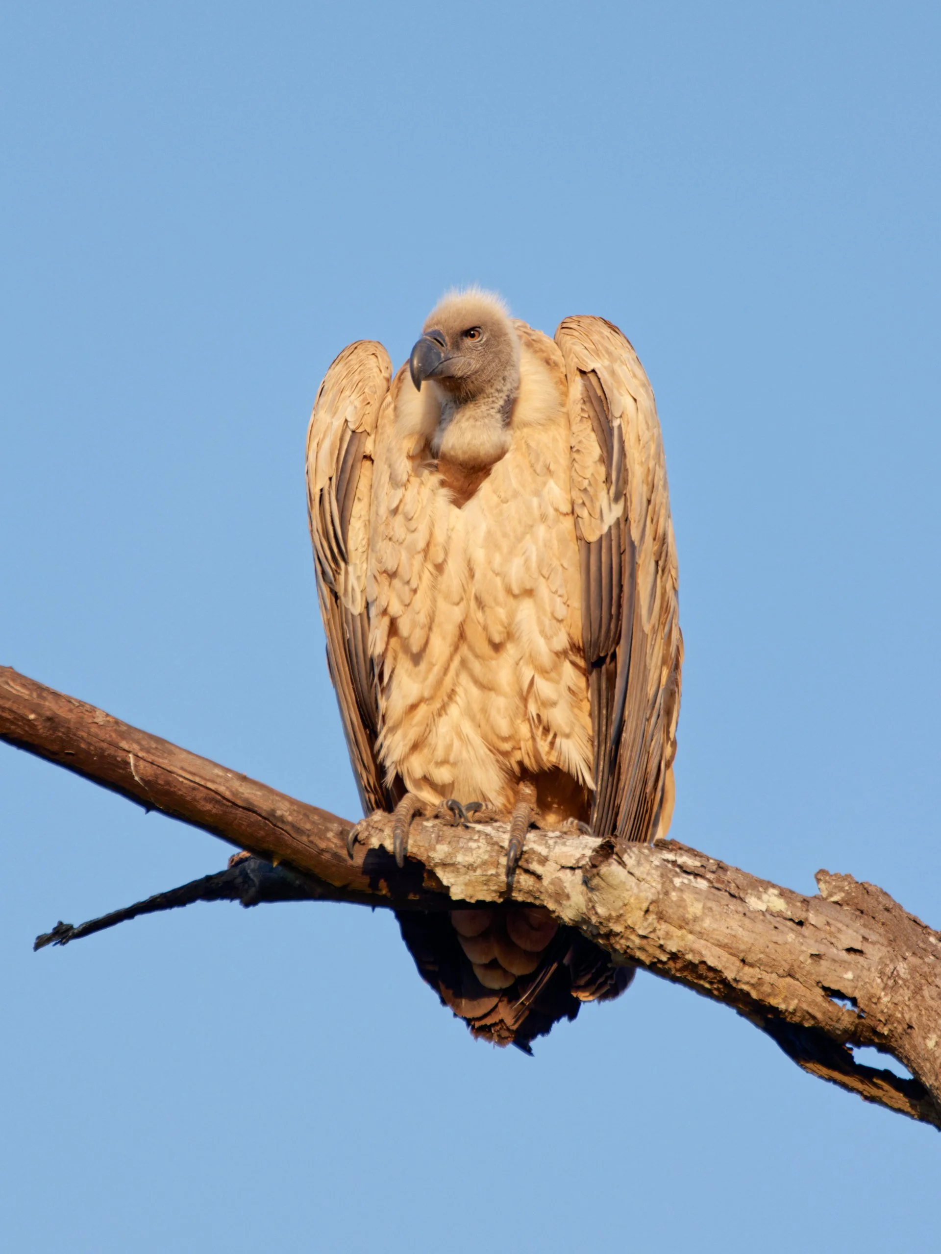 A vulture perched on a tree branch against a clear blue sky.