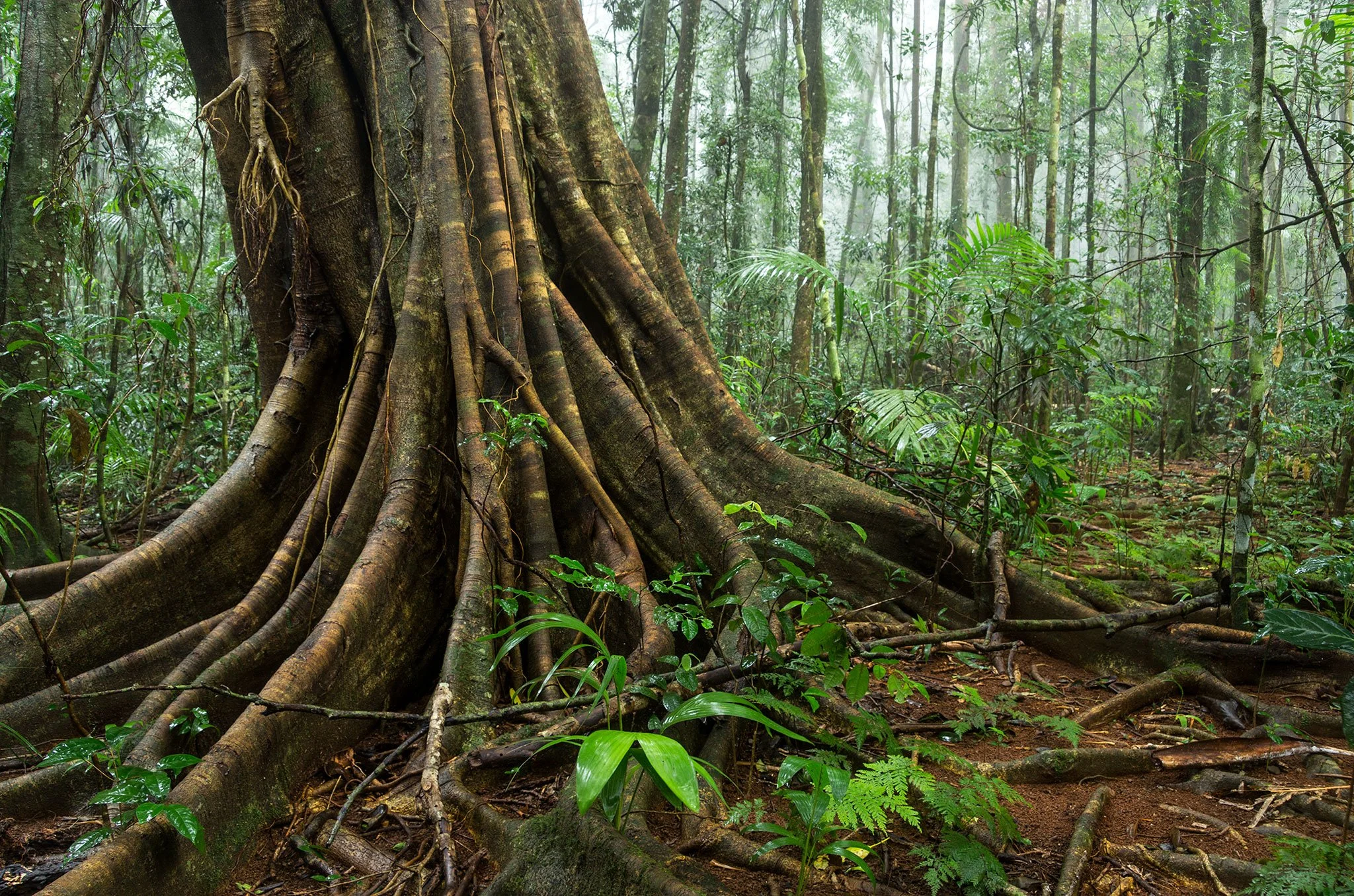 Rainforest, Mary Cairncross Reserve, Maleny
