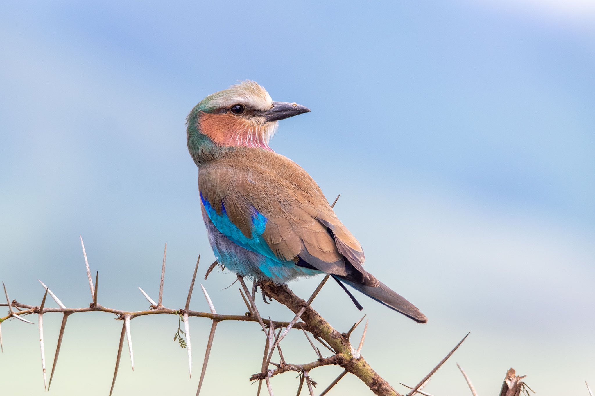 A colorful bird perched on a thorny branch against a clear blue sky, with shades of brown, pink, green, blue, and black in its feathers.