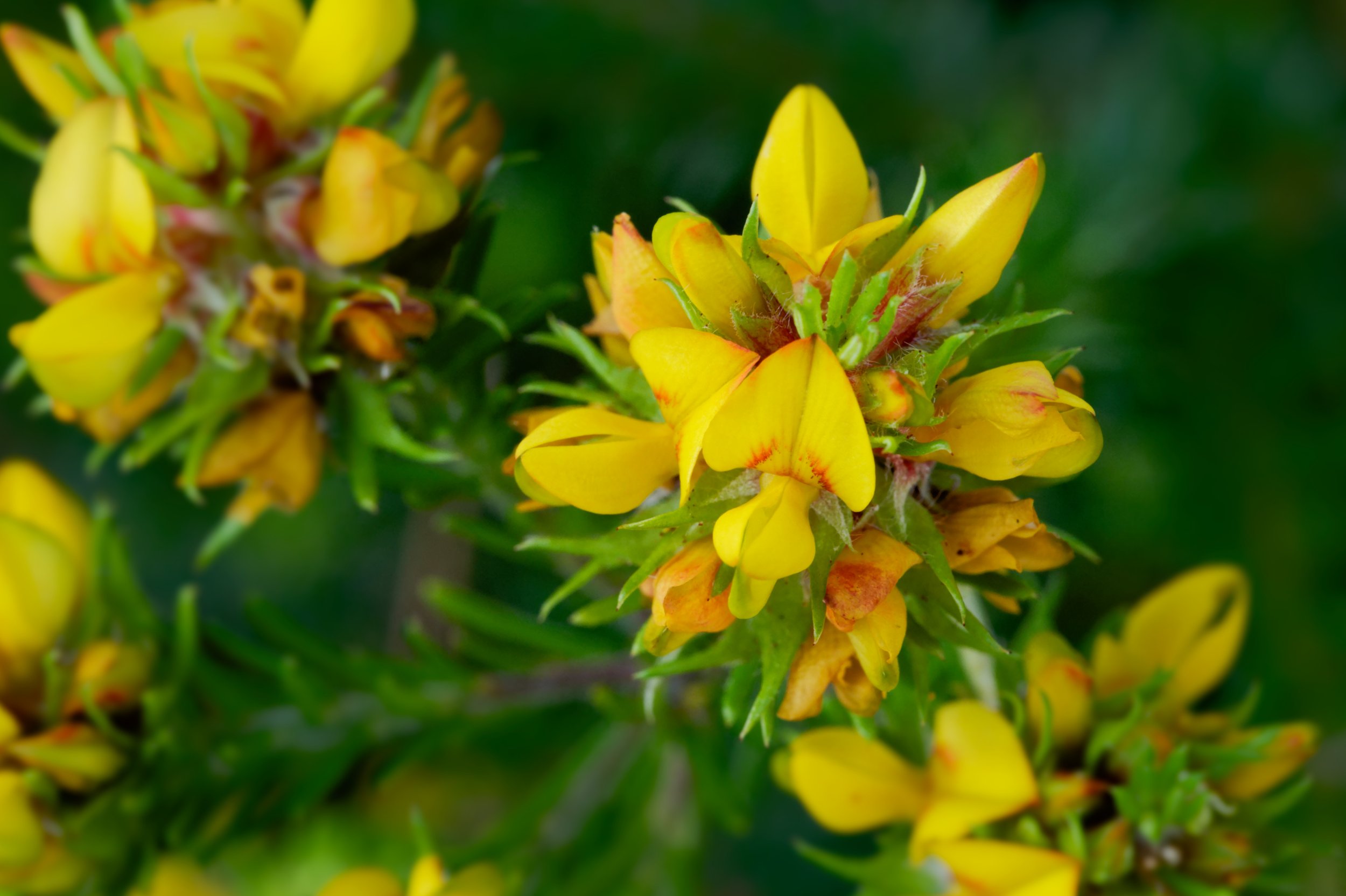 Spring Flowers Macro