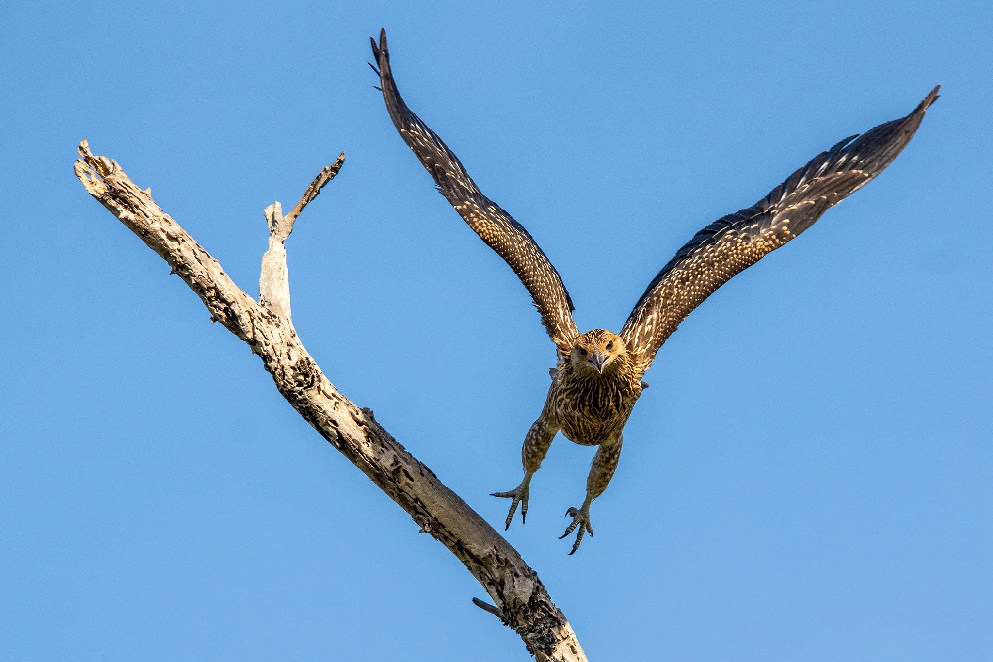 Whistling Kite