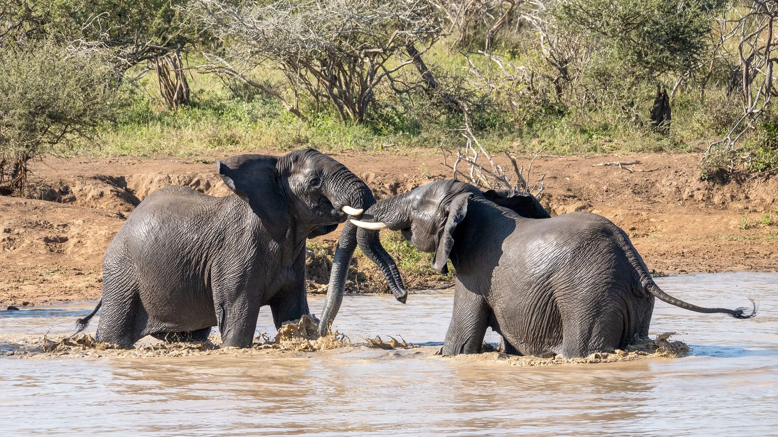 Three elephants are playing in a waterhole in a savannah, surrounded by trees and bushes.