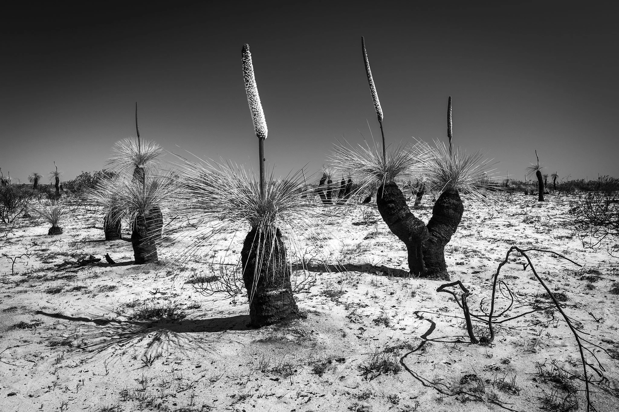 Burnt Grass Trees, SA