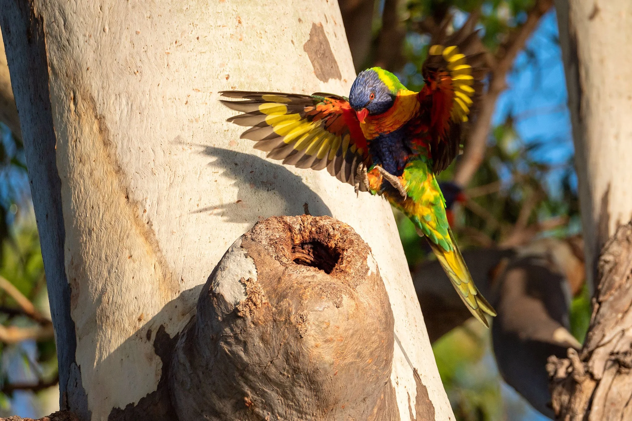 Rainbow Lorikeet, Bribie Island, Qld